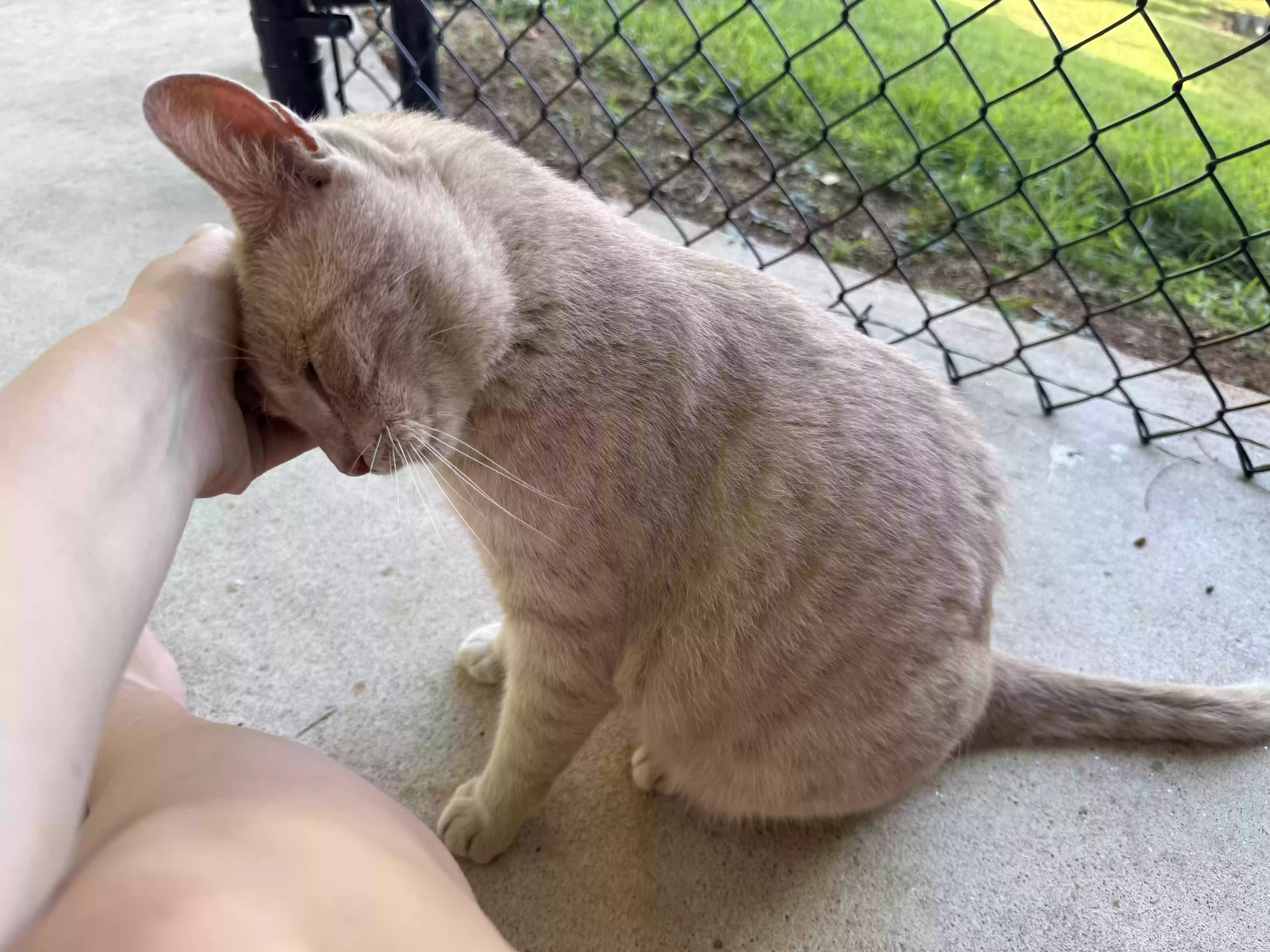 adoptable Cat in Cleveland,GA named Gromit