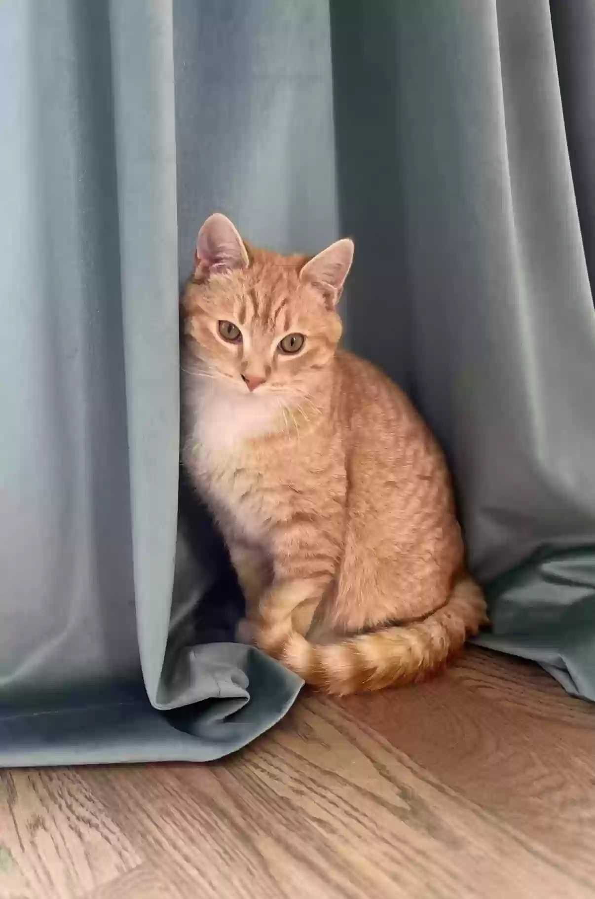 adoptable Cat in Cleveland,GA named Danny Kaye