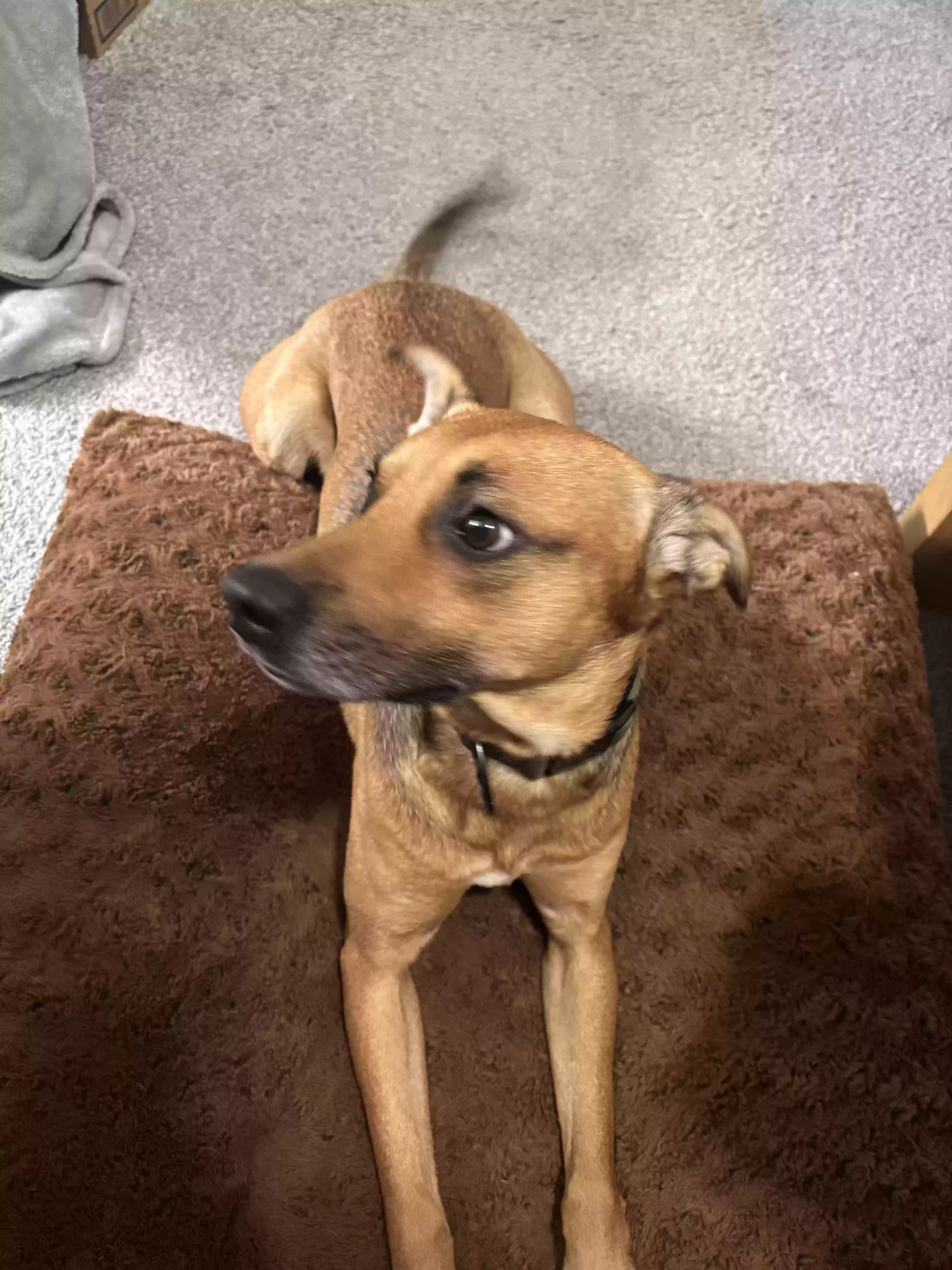 adoptable Dog in Killeen,TX named Gravy