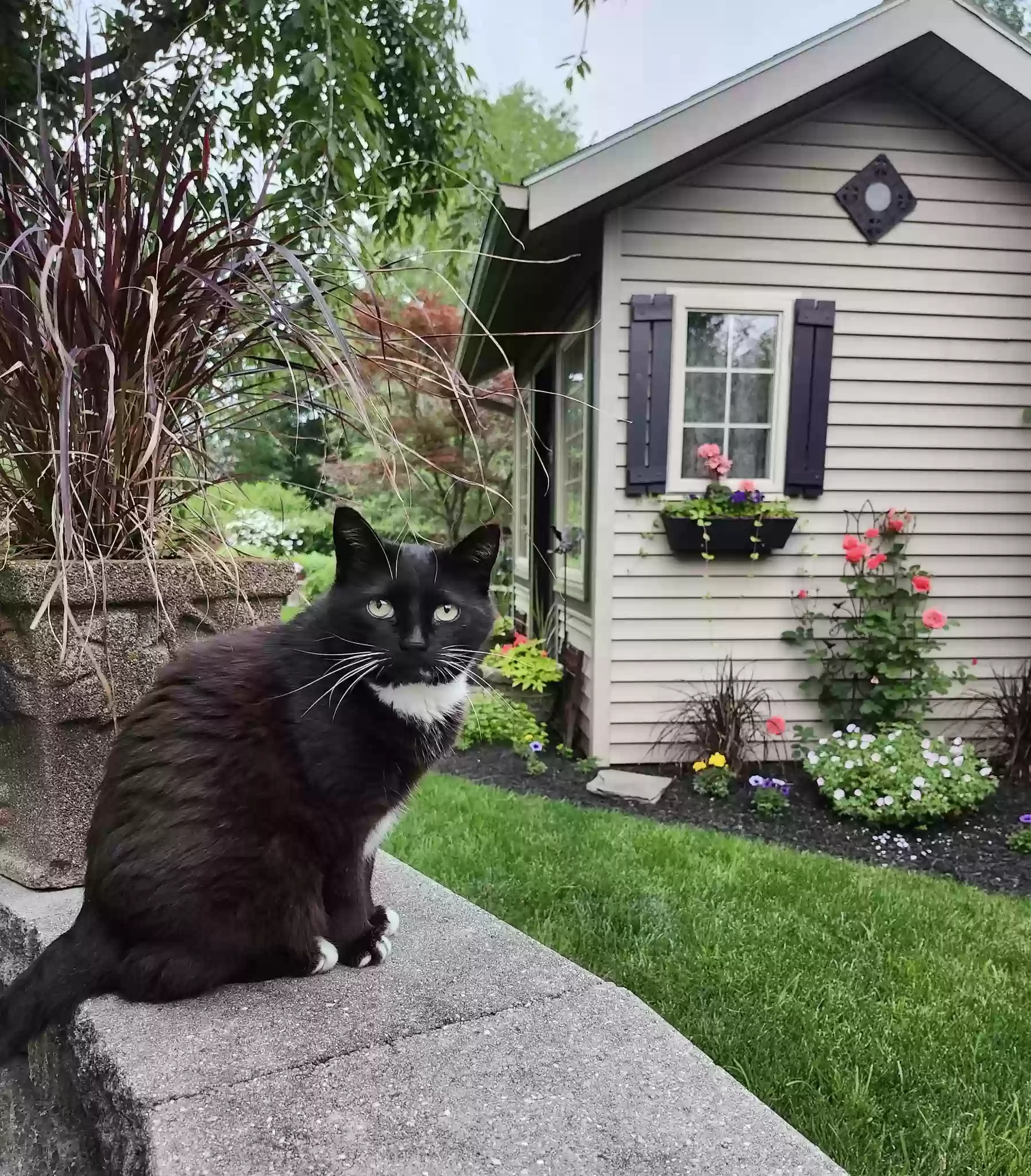 adoptable Cat in Elizabethtown,PA named Tink