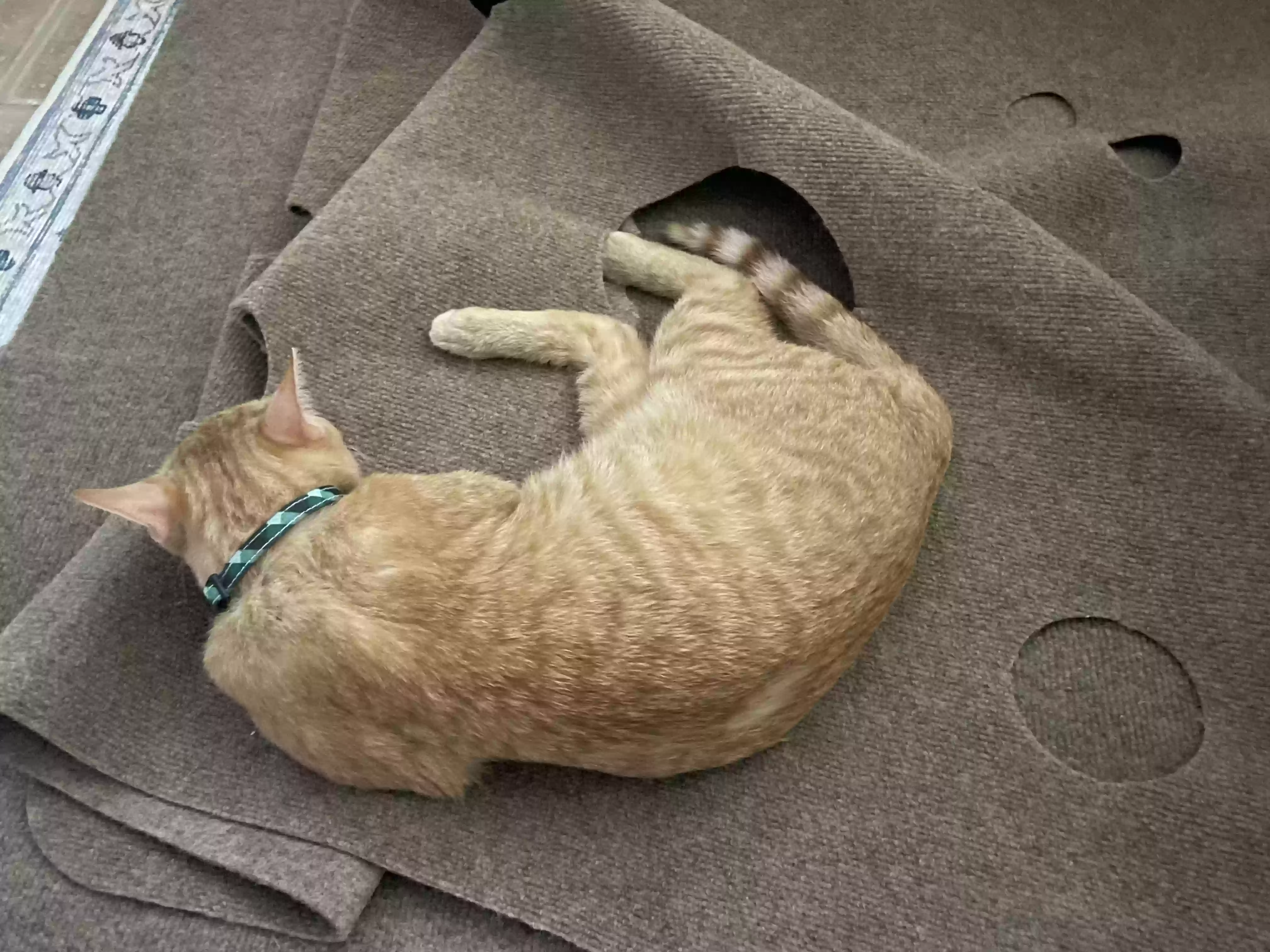 adoptable Cat in Houston,TX named Marmalade