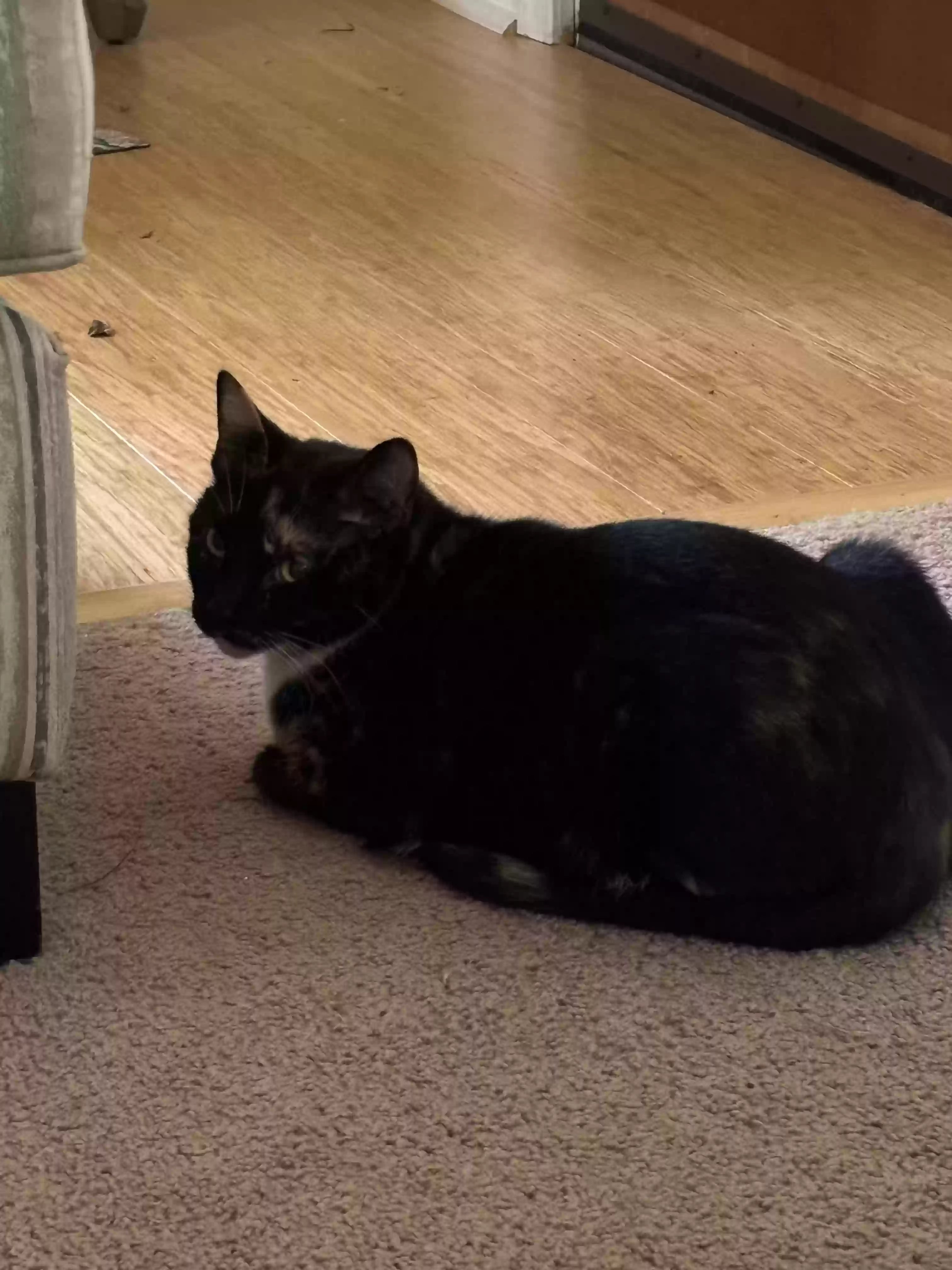 adoptable Cat in Leonardtown,MD named Lily