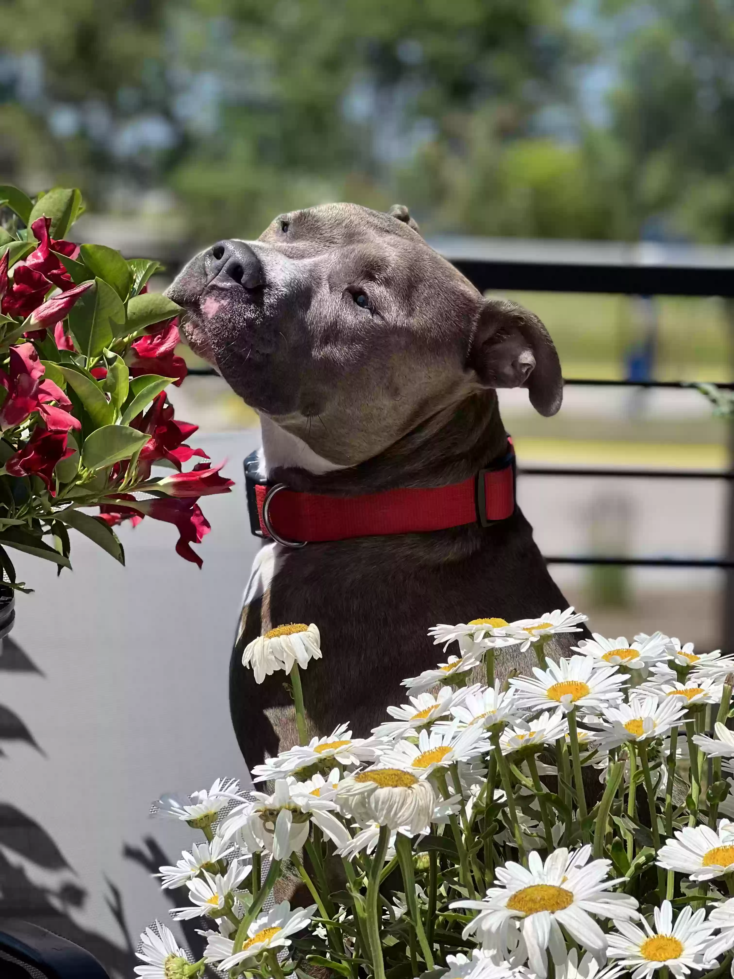 adoptable Dog in Marion,OH named Zeus
