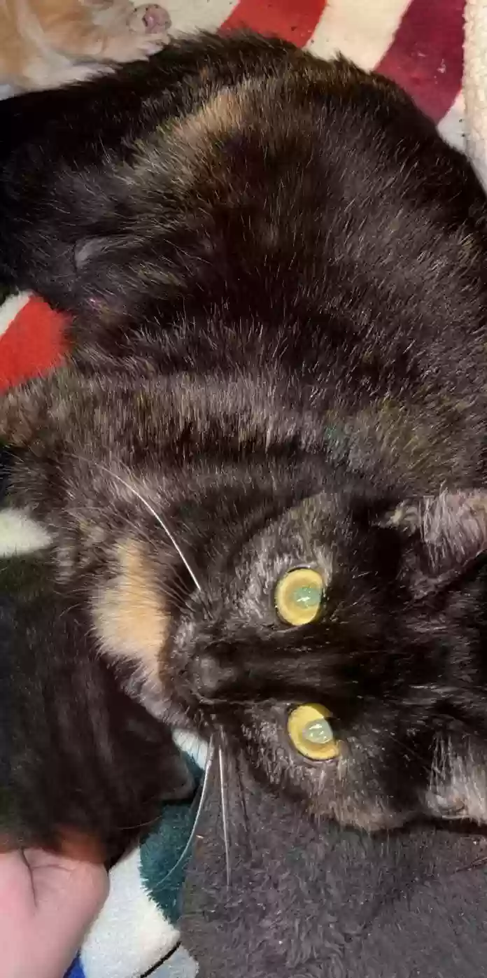 adoptable Cat in Spring Valley,IL named