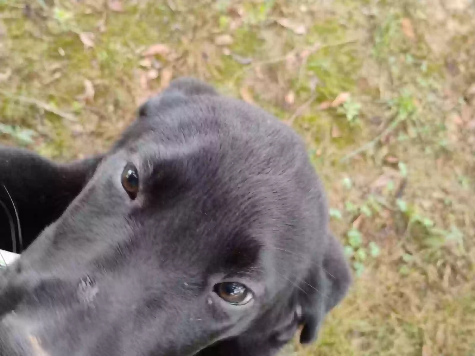 adoptable Dog in Henagar,AL named Shyanne