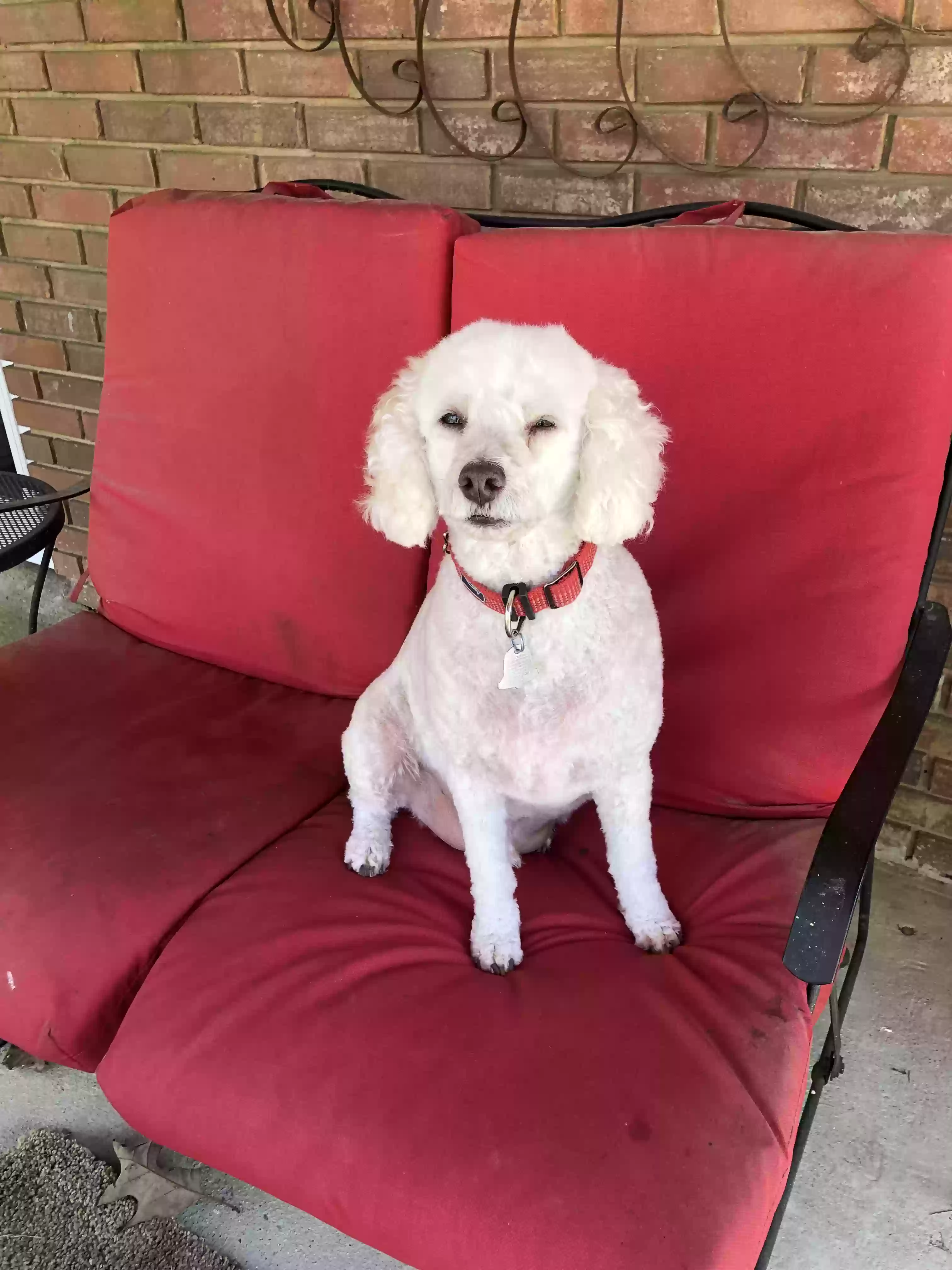 adoptable Dog in Birmingham,AL named Max