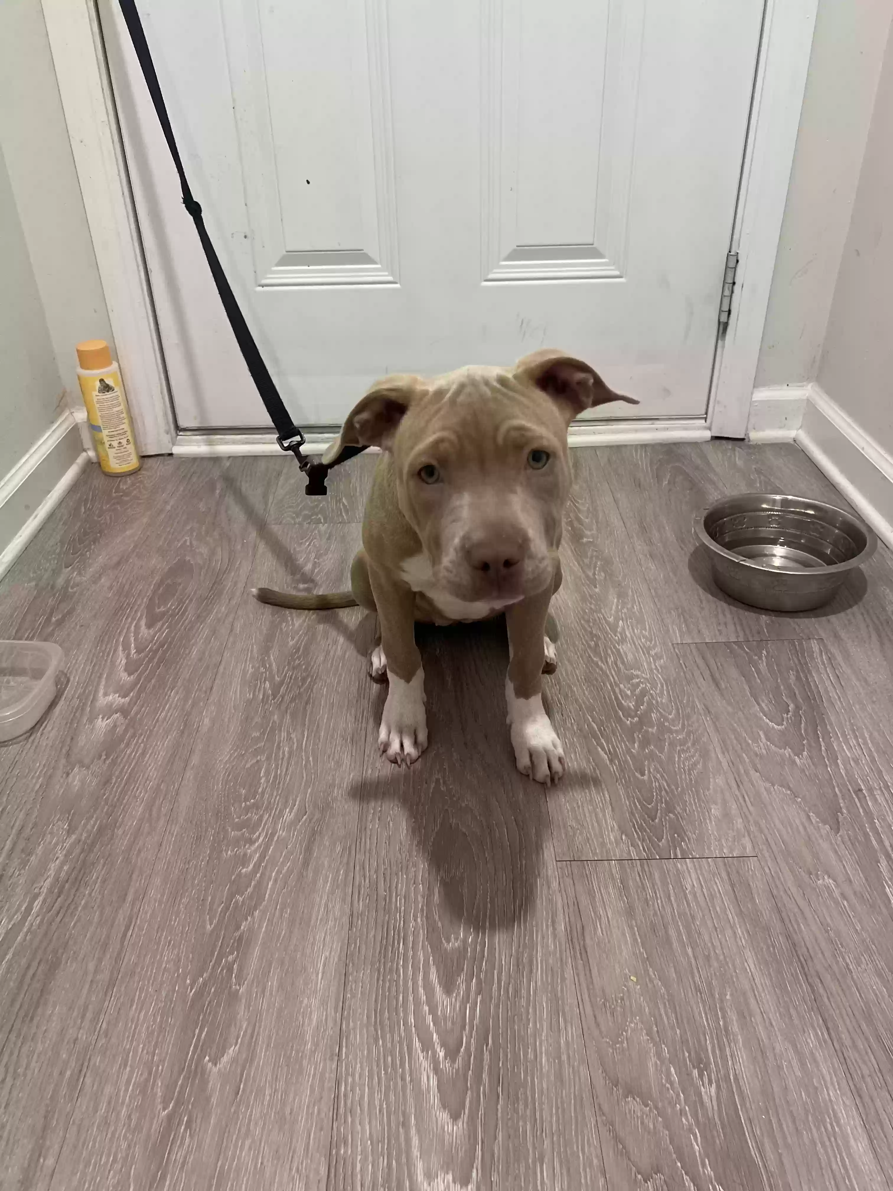 adoptable Dog in Loganville,GA named 