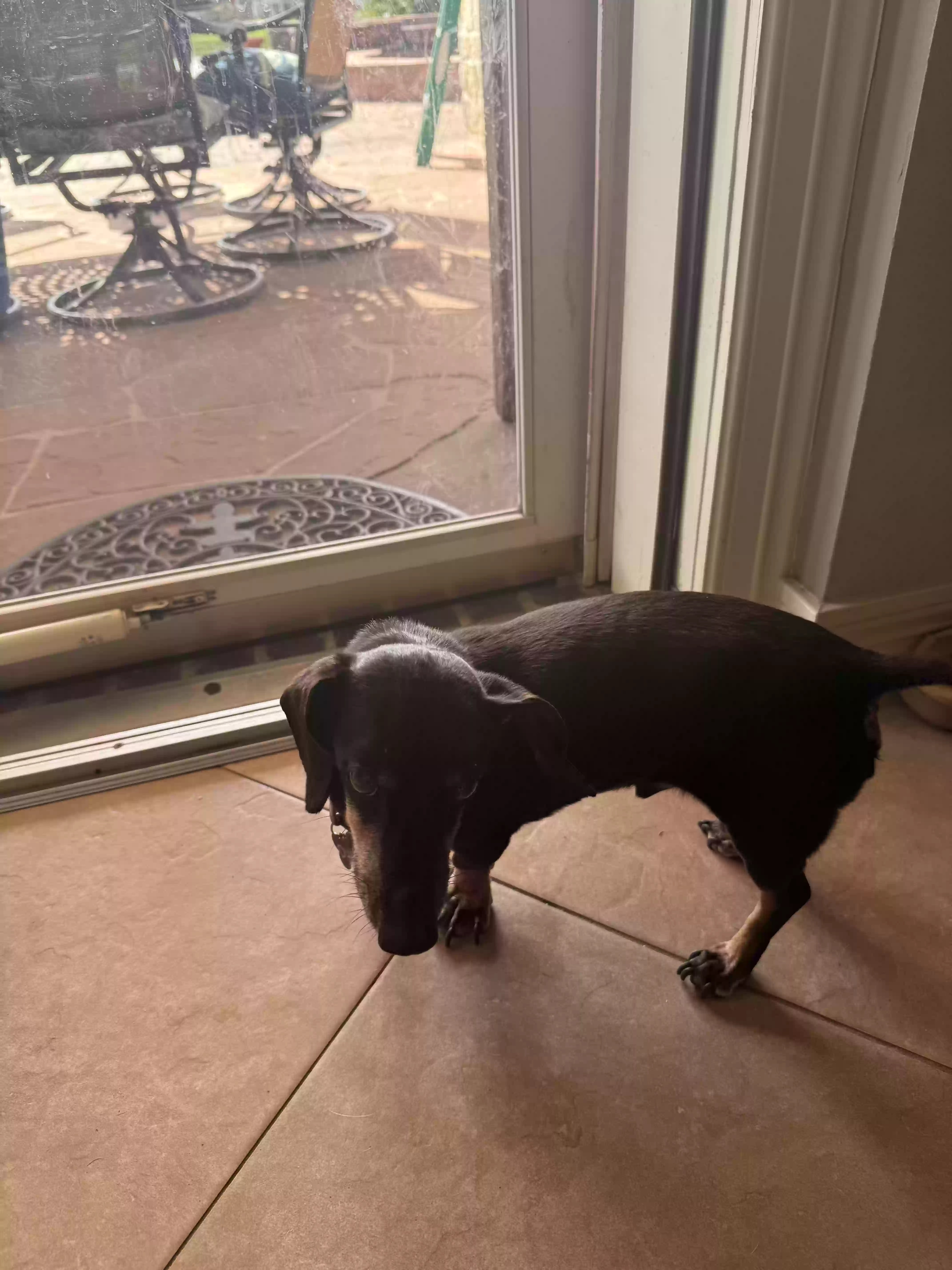 adoptable Dog in League City,TX named Duke