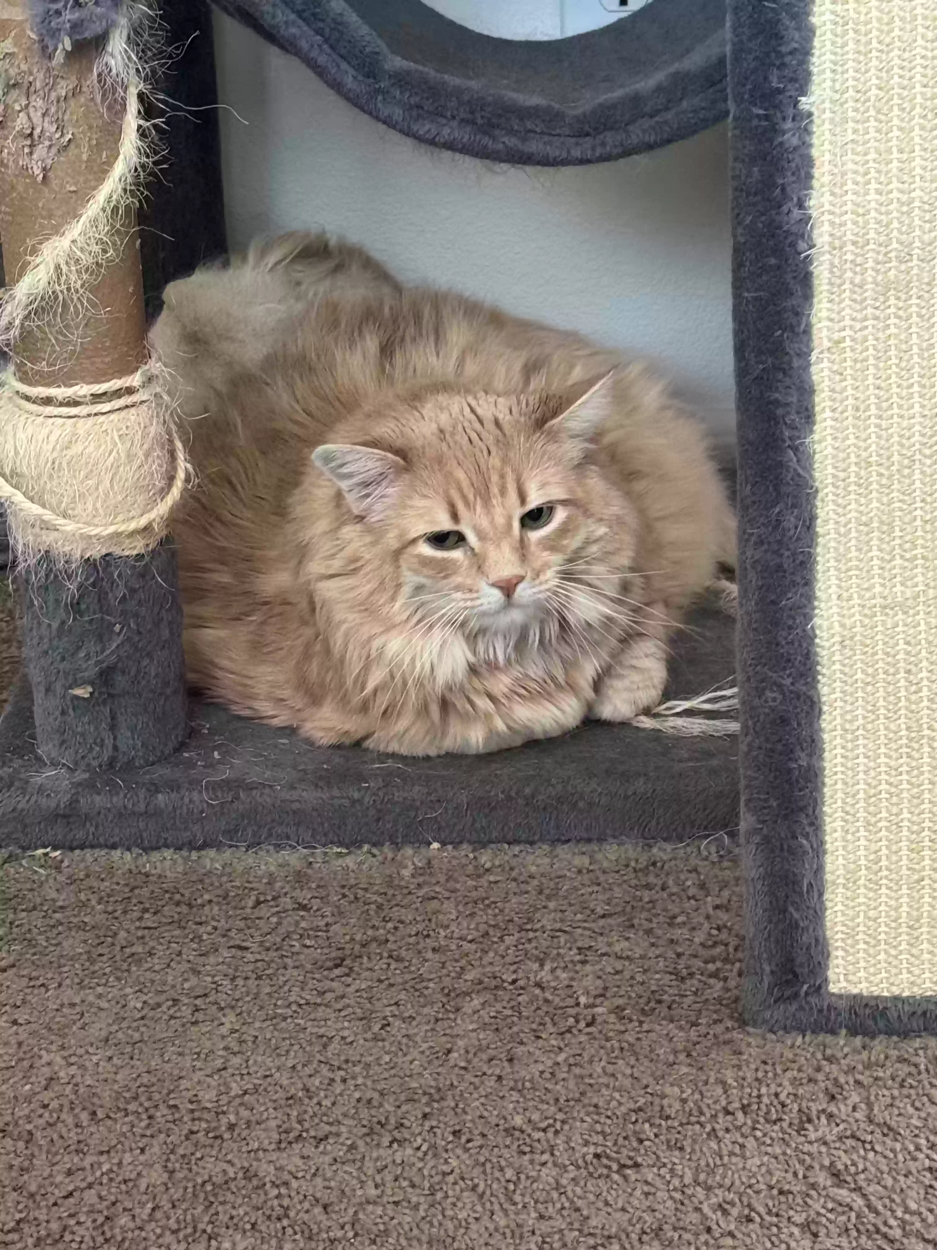 adoptable Cat in Prescott Valley,AZ named Sugar
