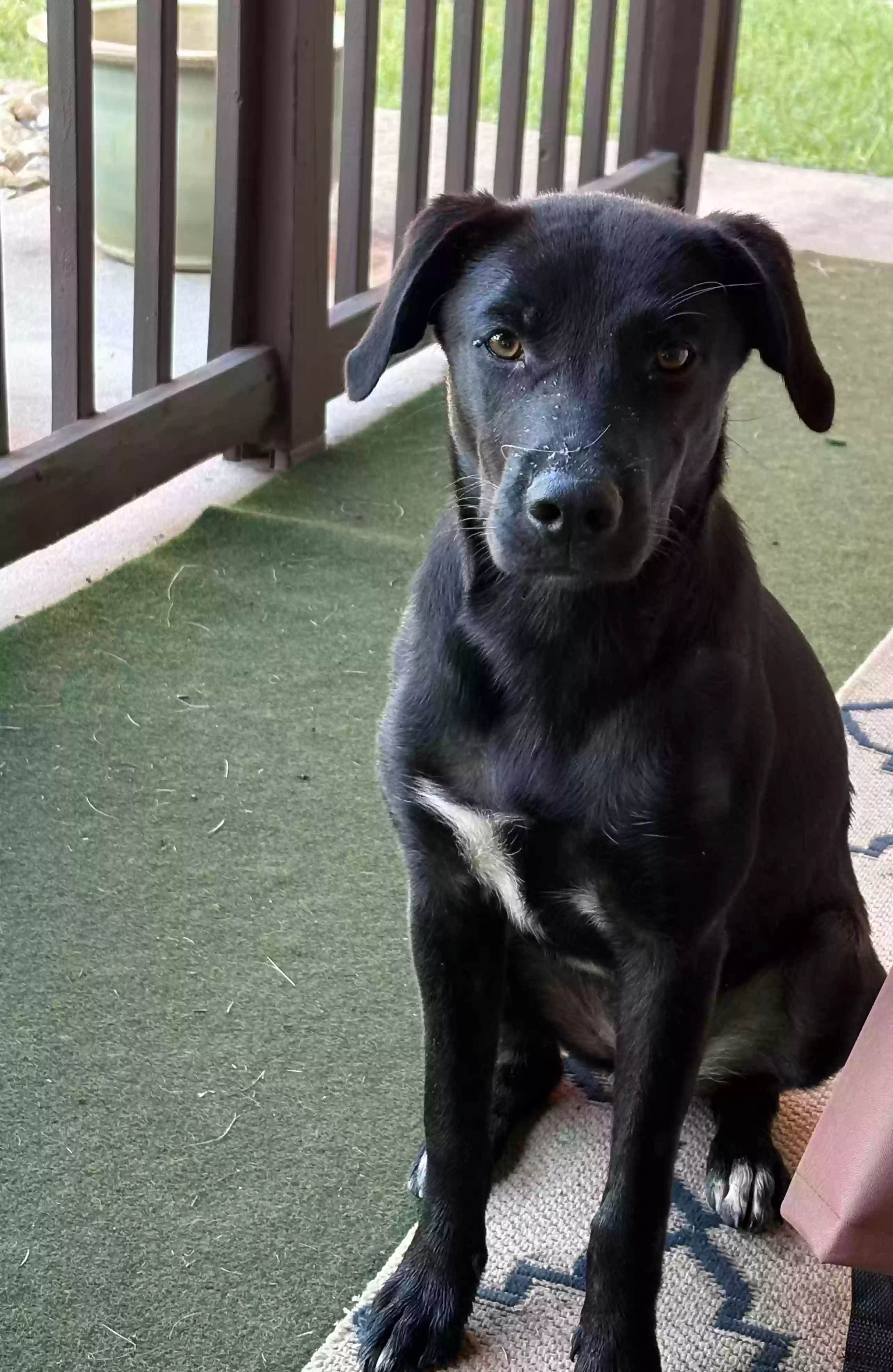 adoptable Dog in Daingerfield,TX named Sally