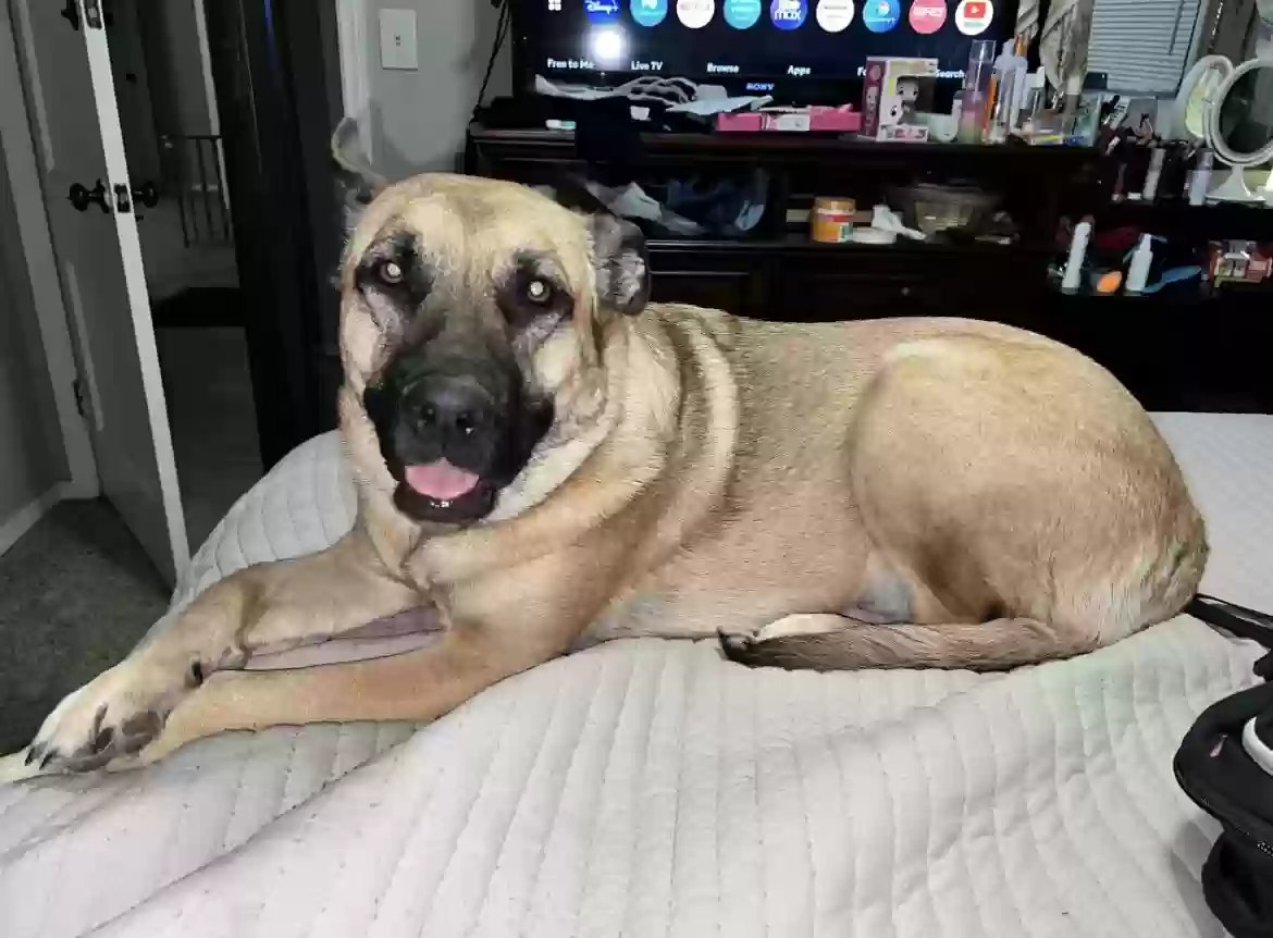 adoptable Dog in Oklahoma City,OK named Mochi