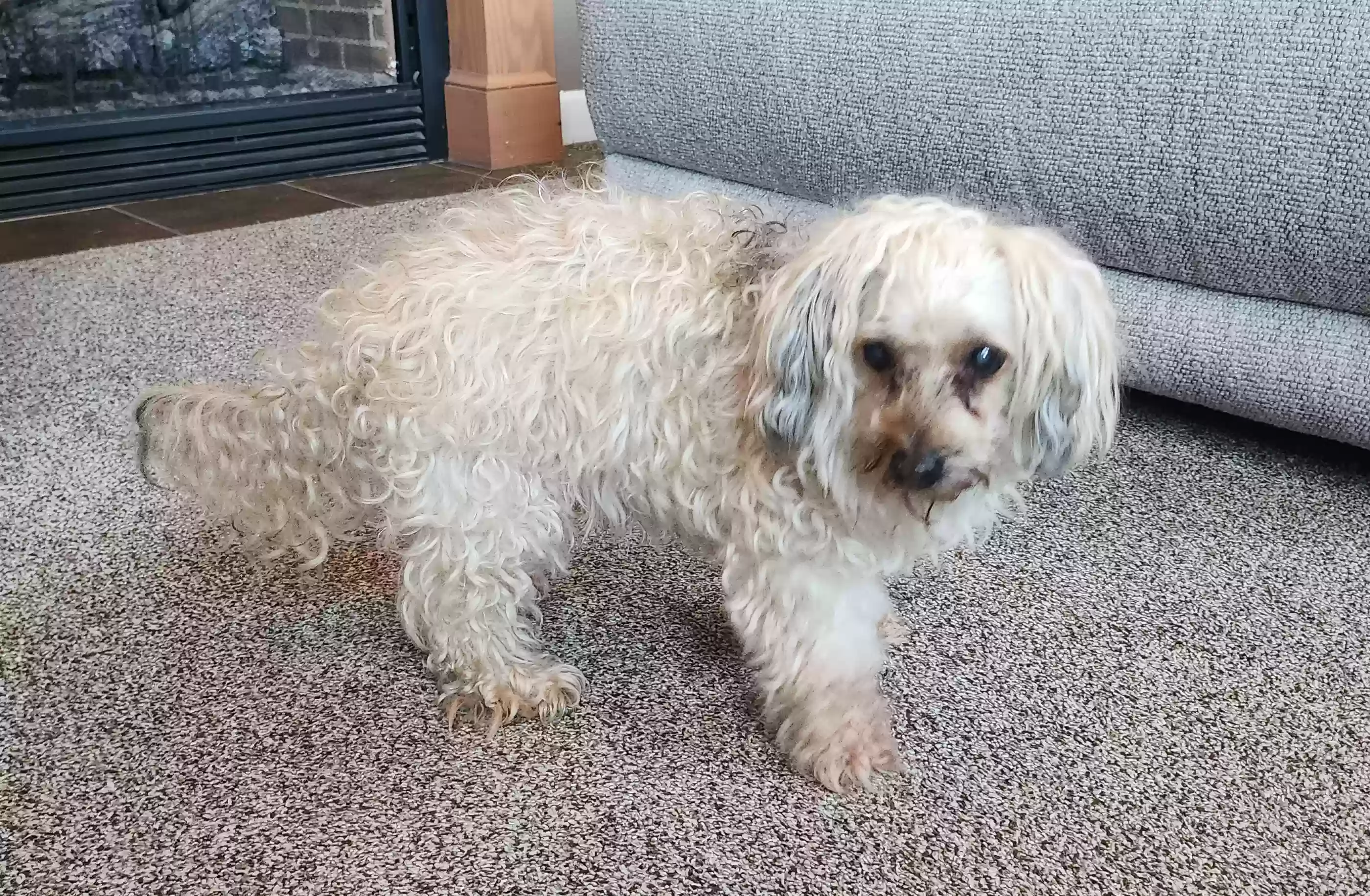 adoptable Dog in Moyock,NC named Keokee