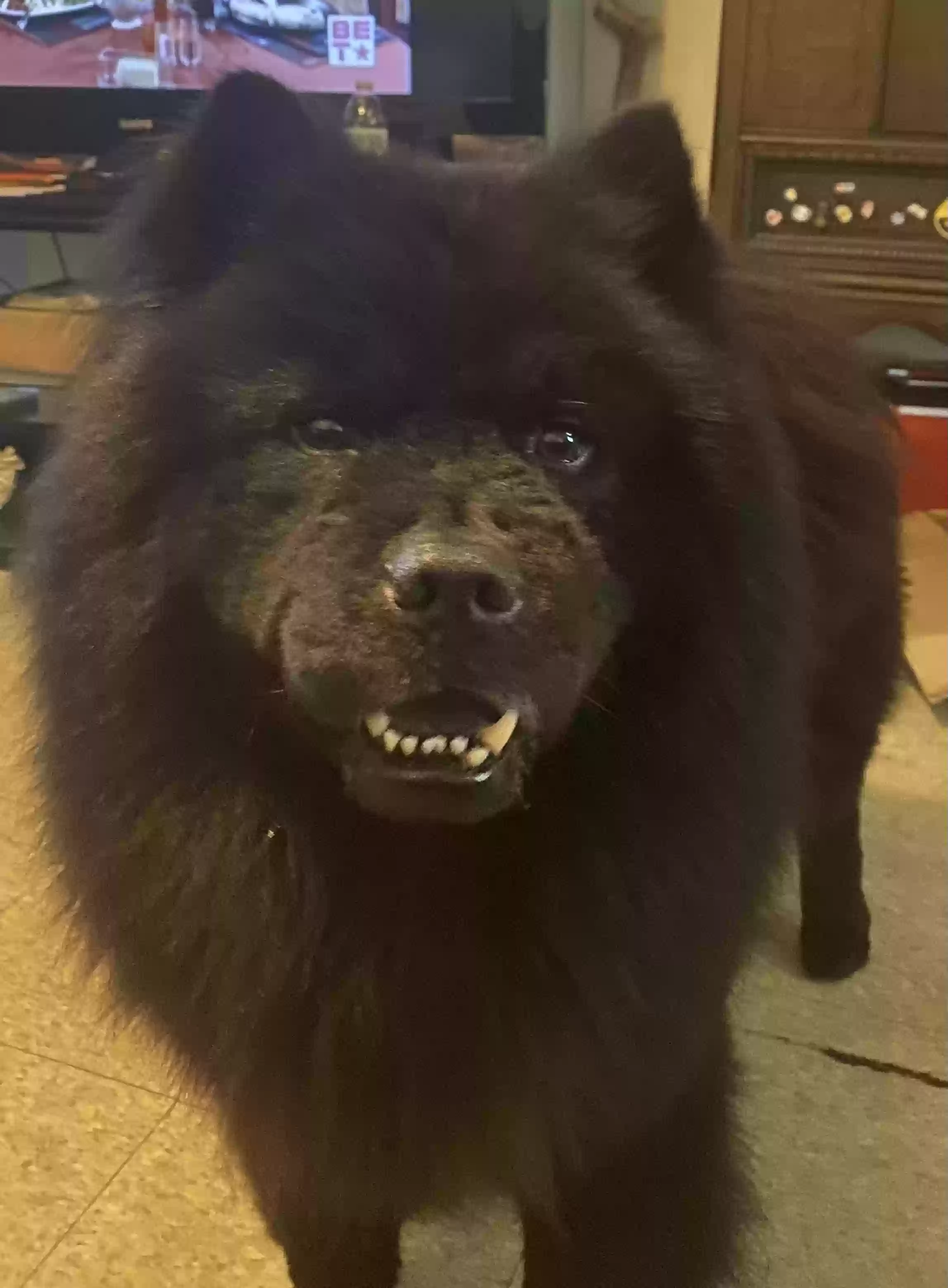 adoptable Dog in Bethlehem,PA named Bear