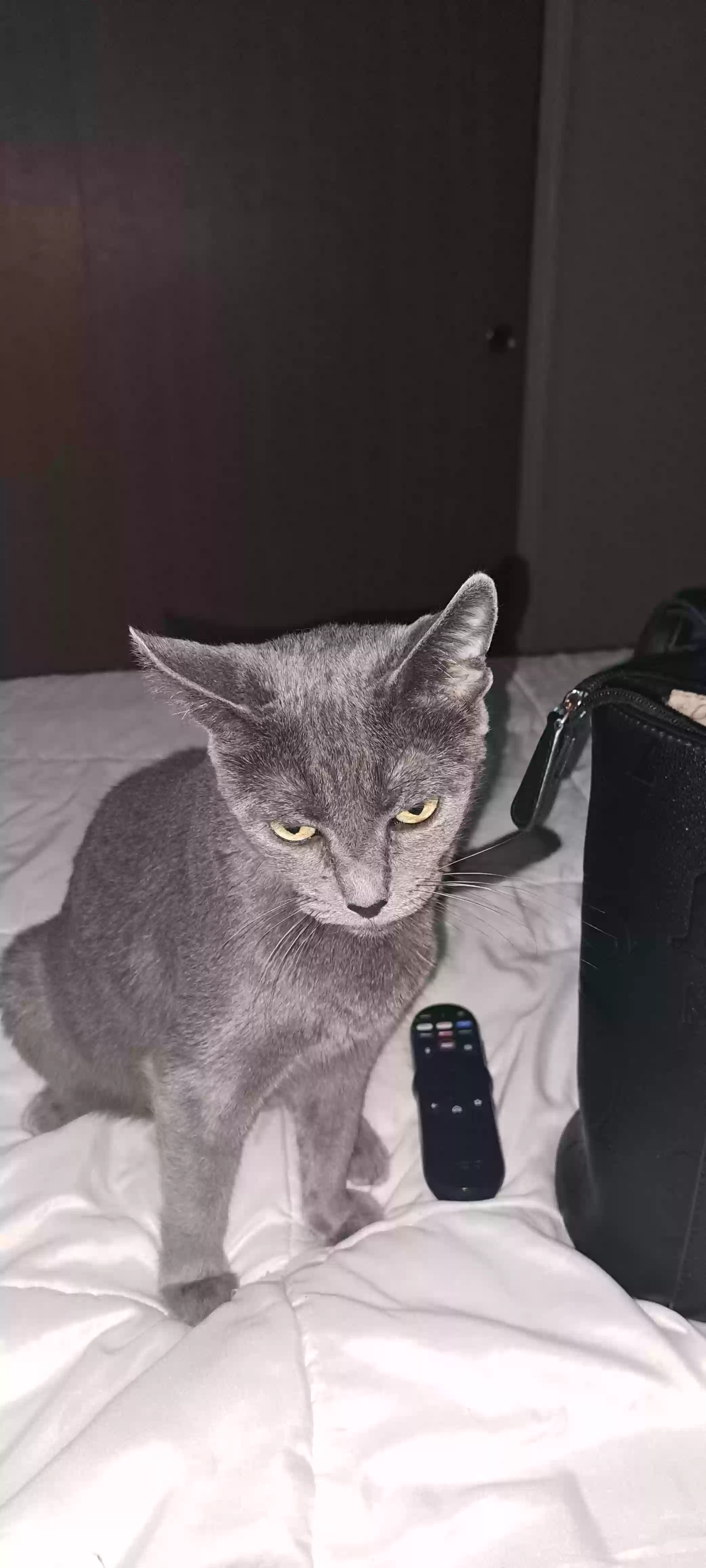 adoptable Cat in Fort Mohave,AZ named Stormy