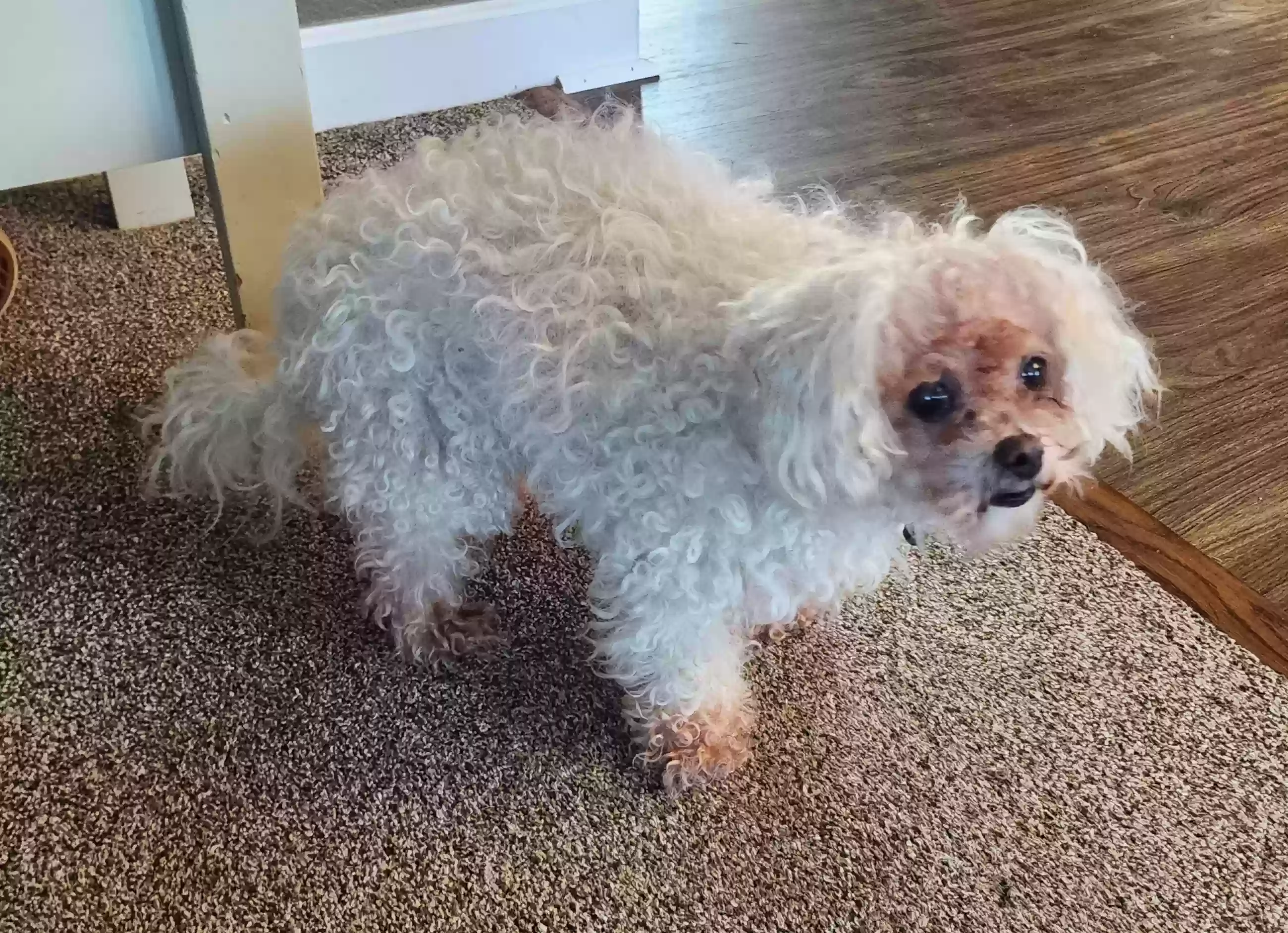 adoptable Dog in Moyock,NC named Lily