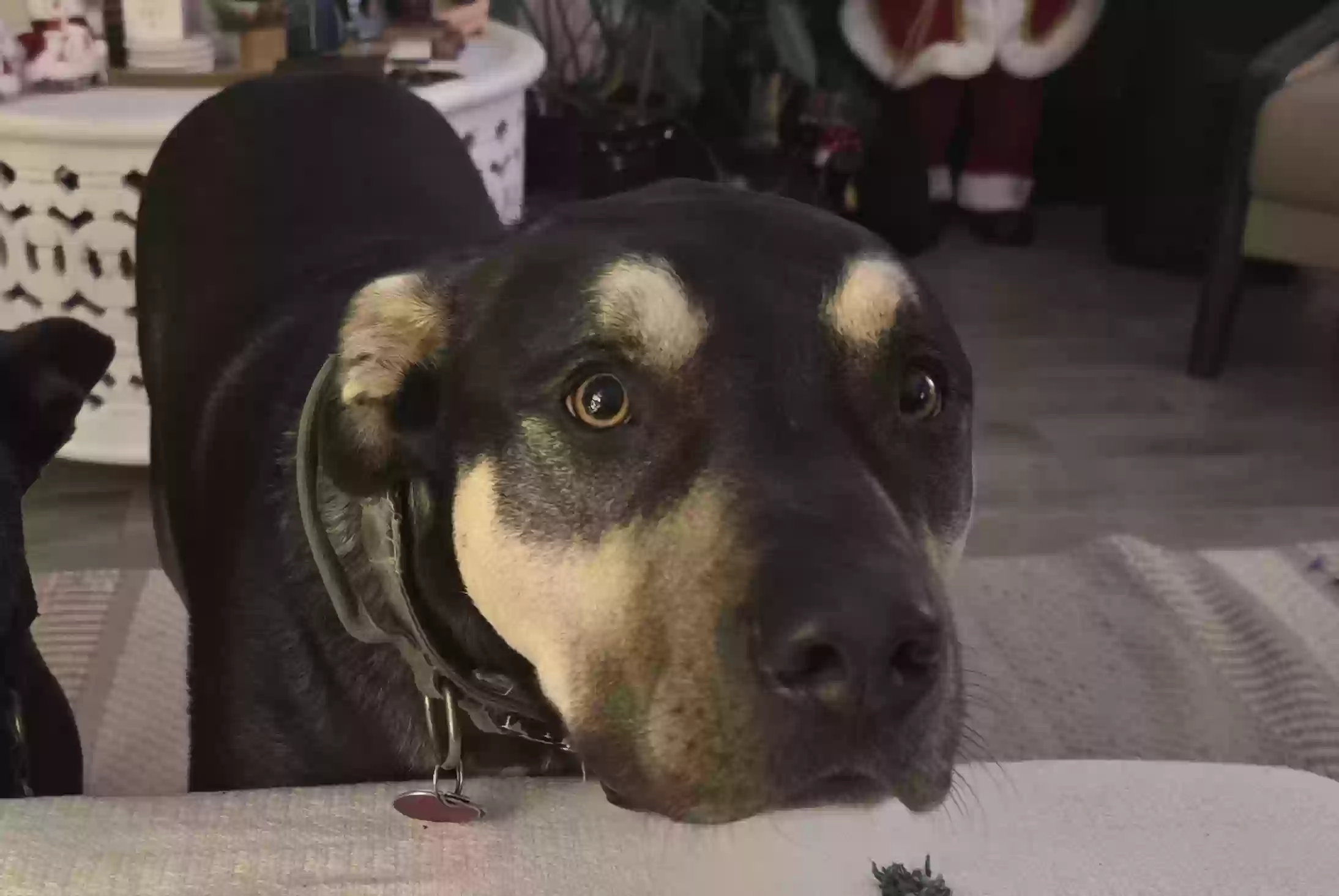 adoptable Dog in Wichita Falls,TX named Baylor