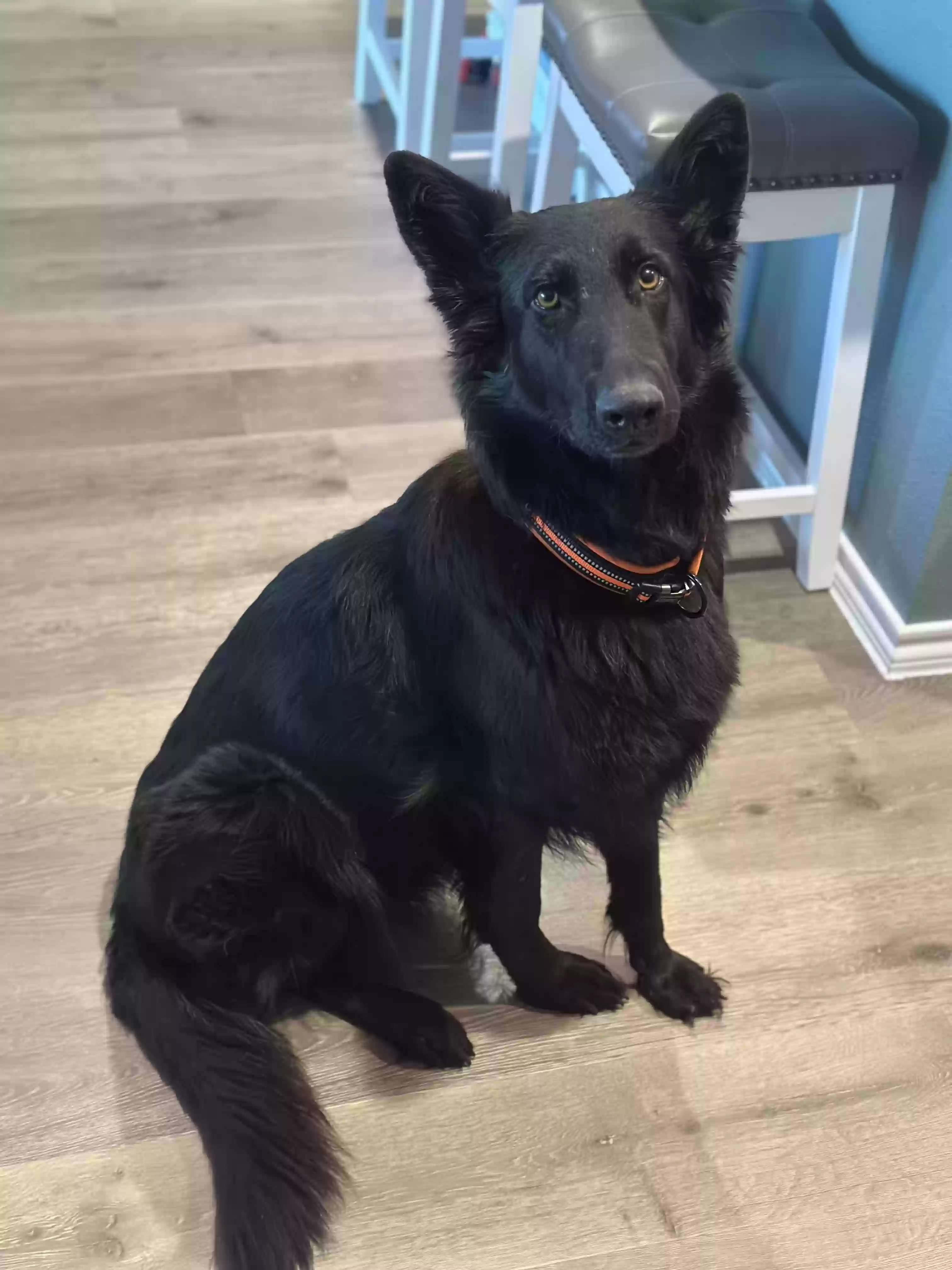 adoptable Dog in Portland,OR named Jetta