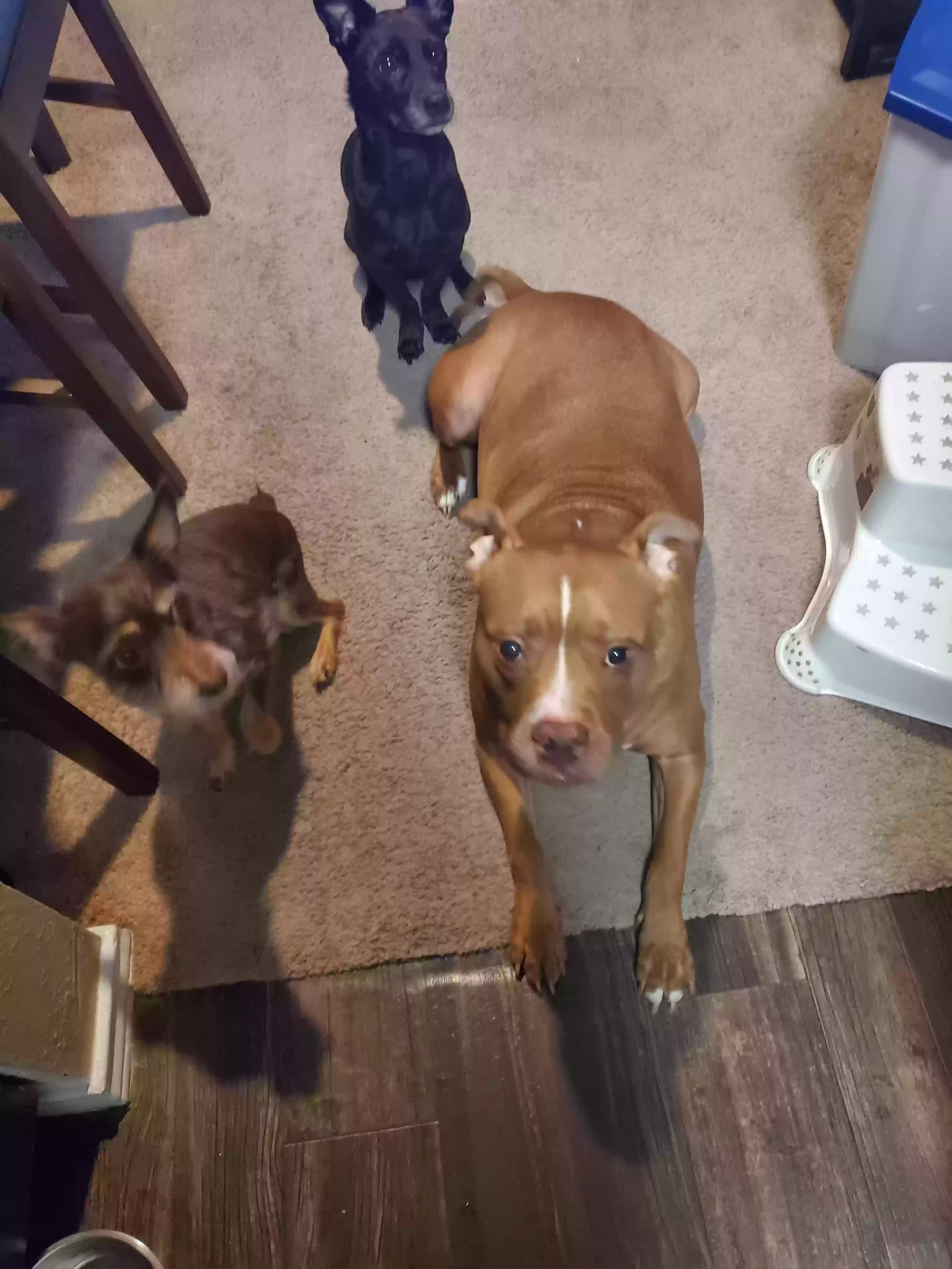 adoptable Dog in Lewisville,TX named Skye