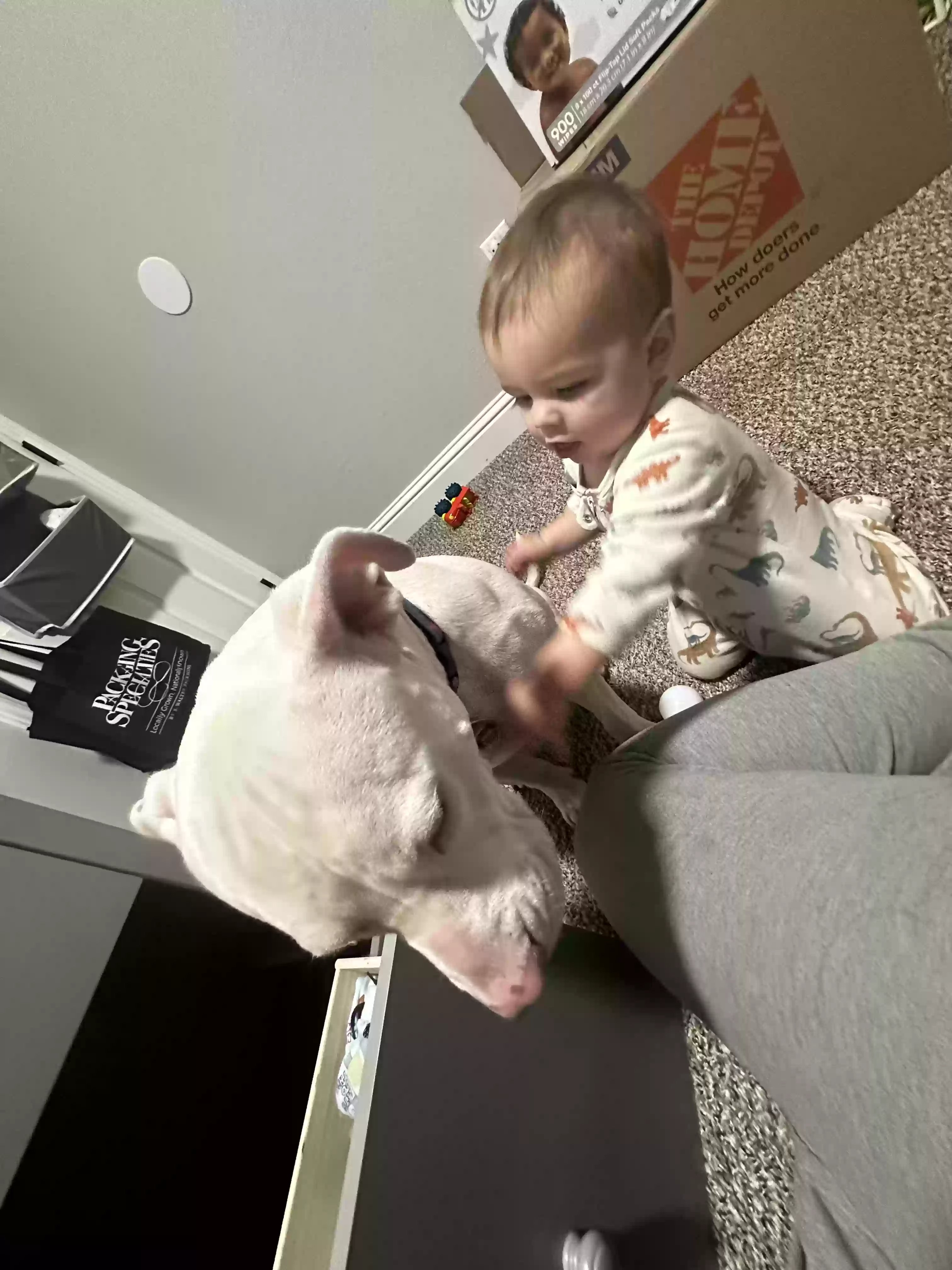 adoptable Dog in Port Hueneme,CA named Luna