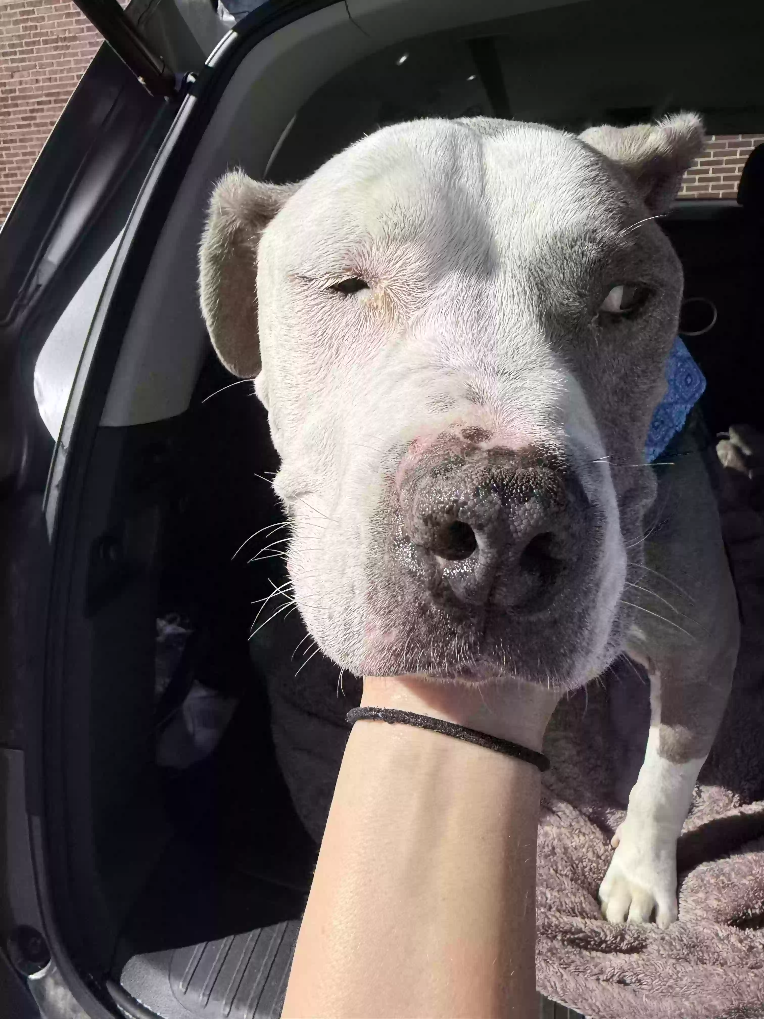 adoptable Dog in Irmo,SC named 