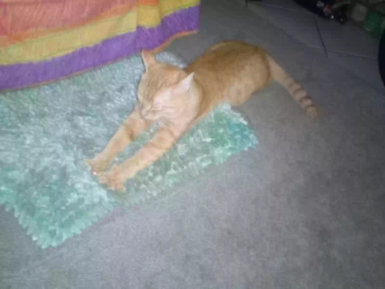 adoptable Cat in Hagerstown,MD named Morris