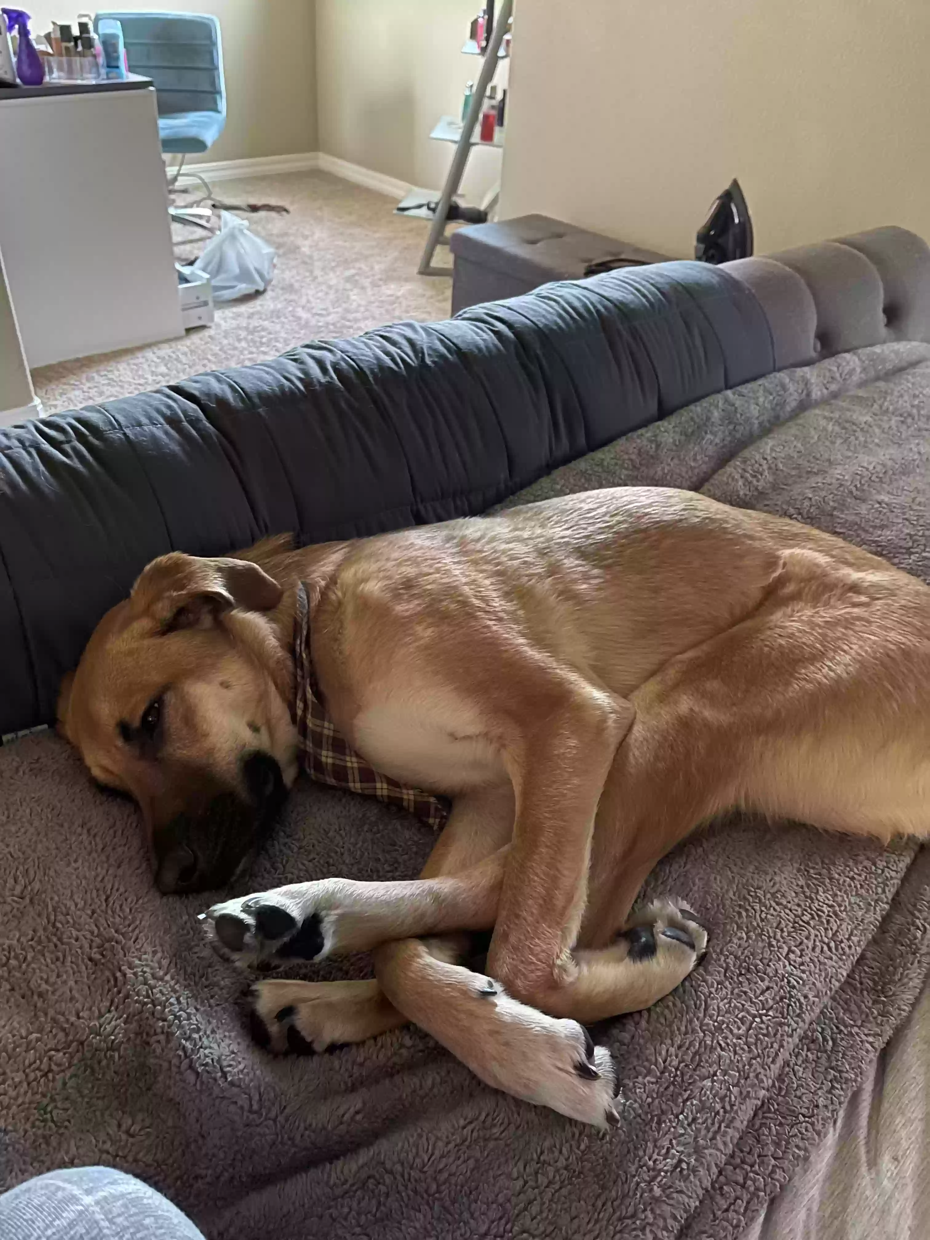 adoptable Dog in Manassas,VA named Bear