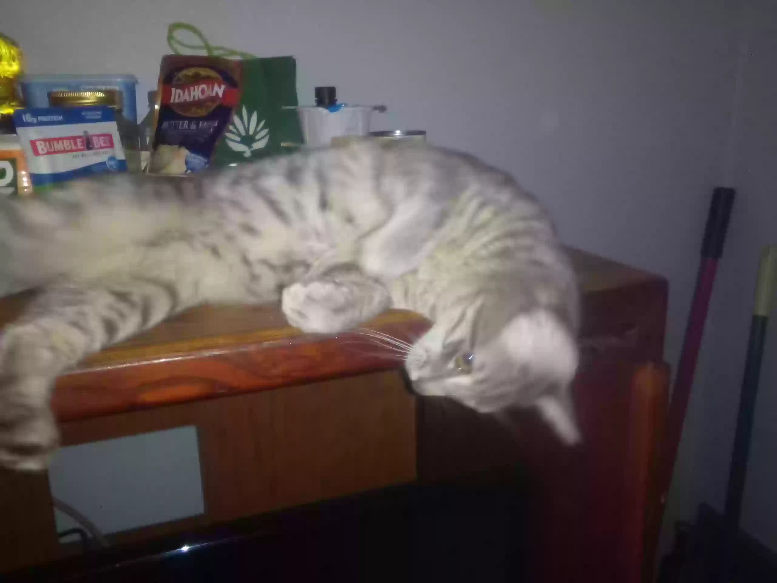 adoptable Cat in Hagerstown,MD named Storm gray