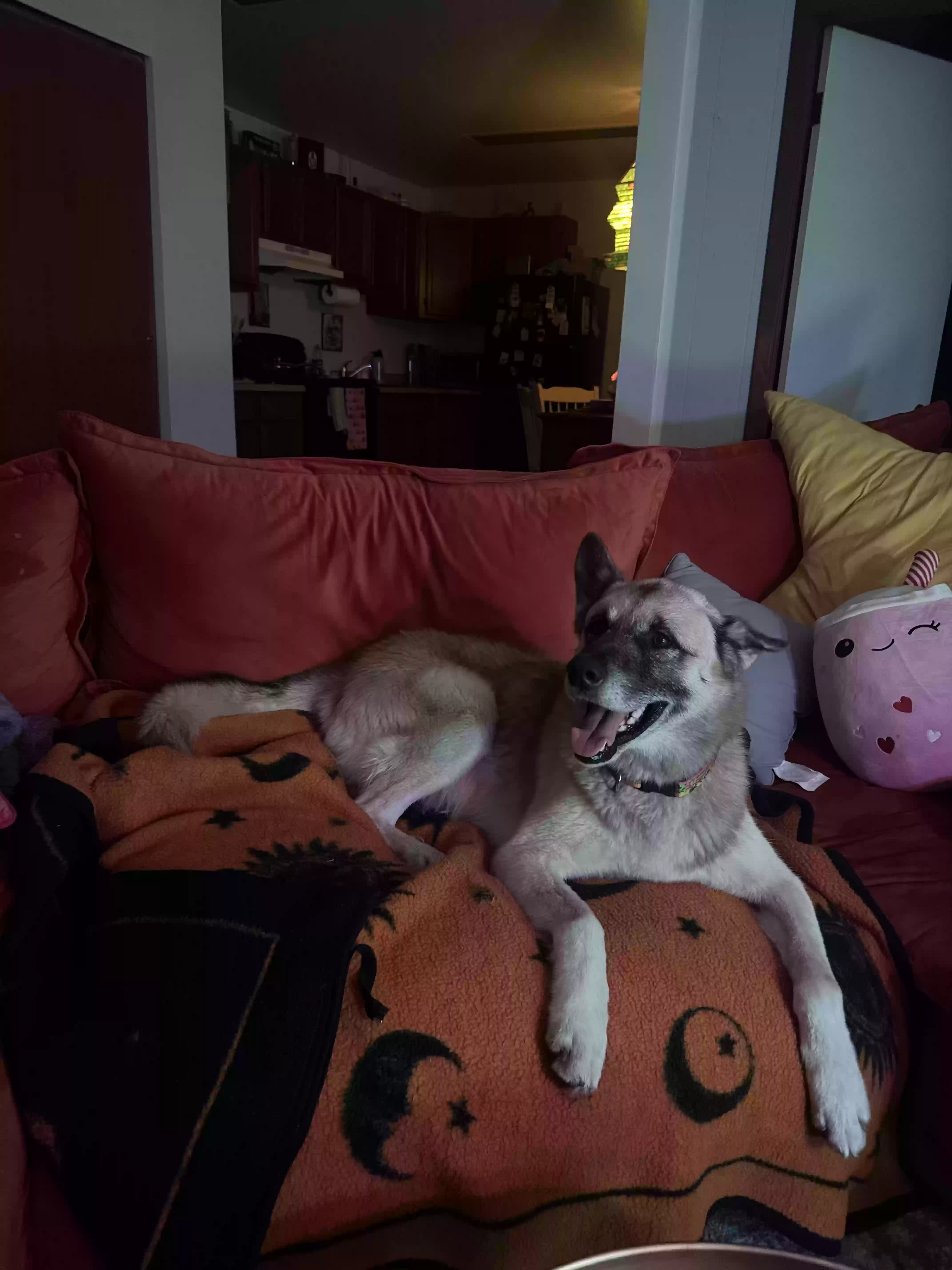 adoptable Dog in Round Lake,IL named Jibbit