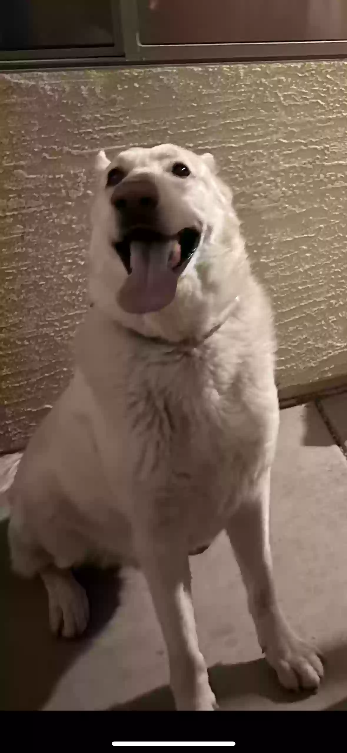 adoptable Dog in Goodyear,AZ named Yang