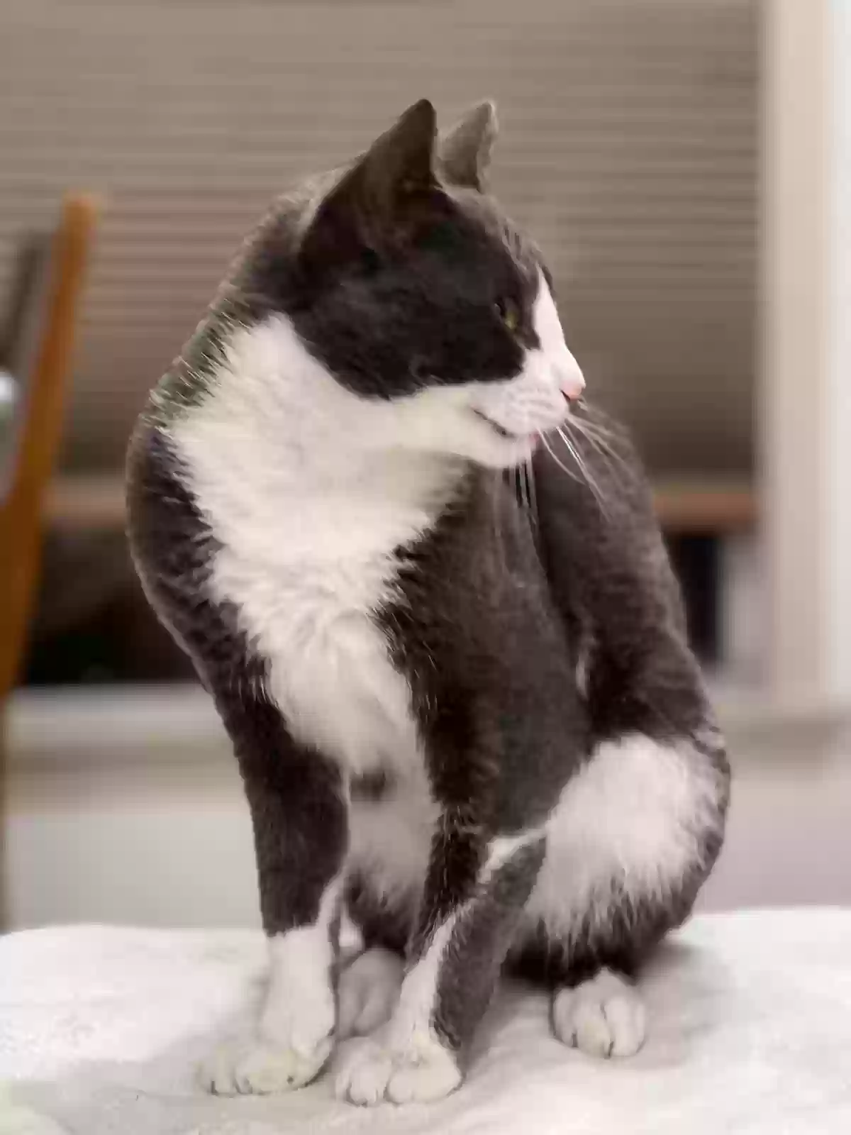 adoptable Cat in Los Angeles,CA named Tomcat