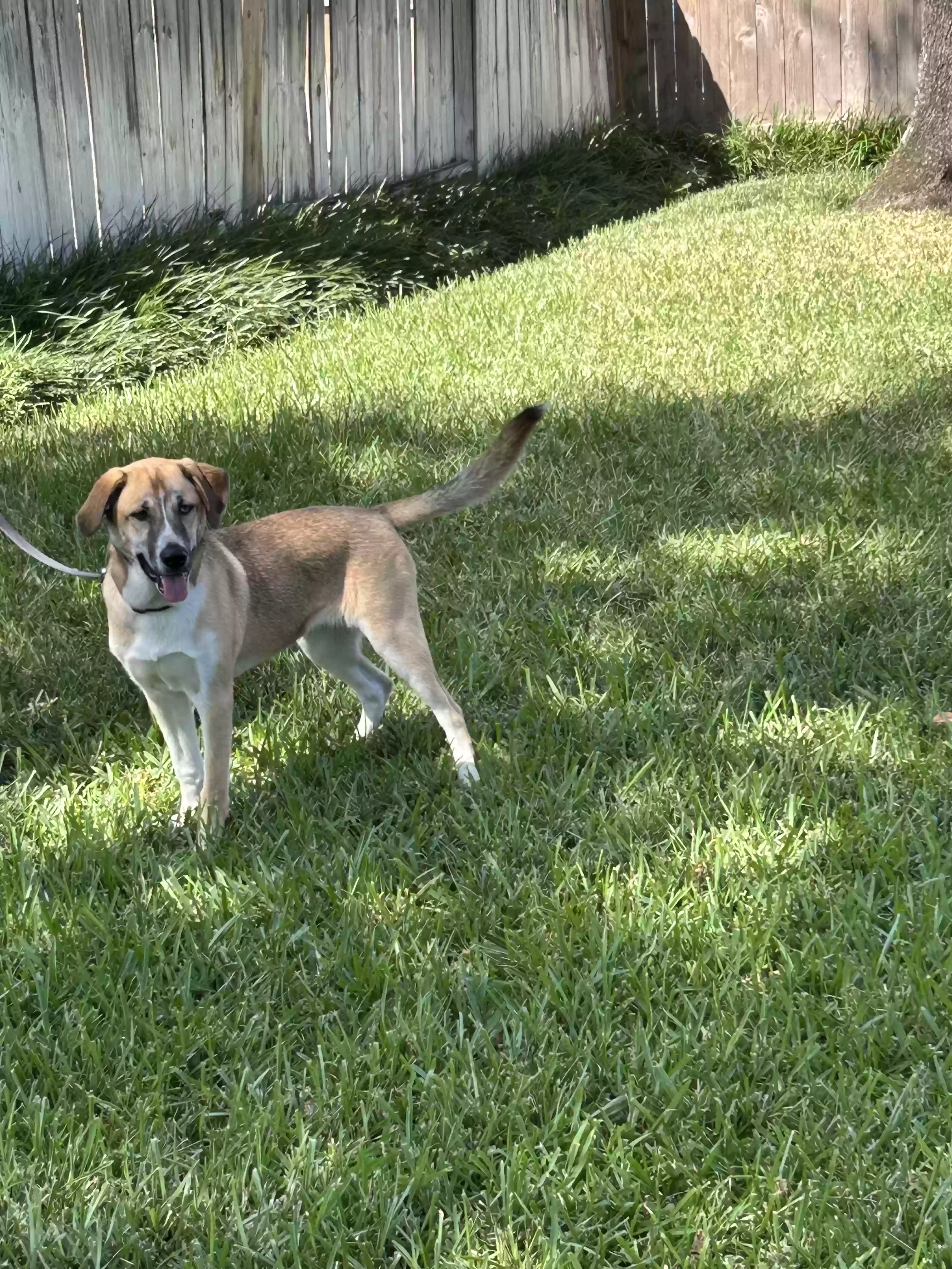 adoptable Dog in Houston,TX named Mojo