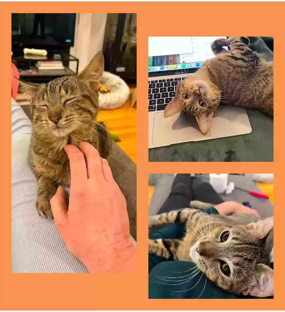 adoptable Cat in Chicago,IL named Harvey