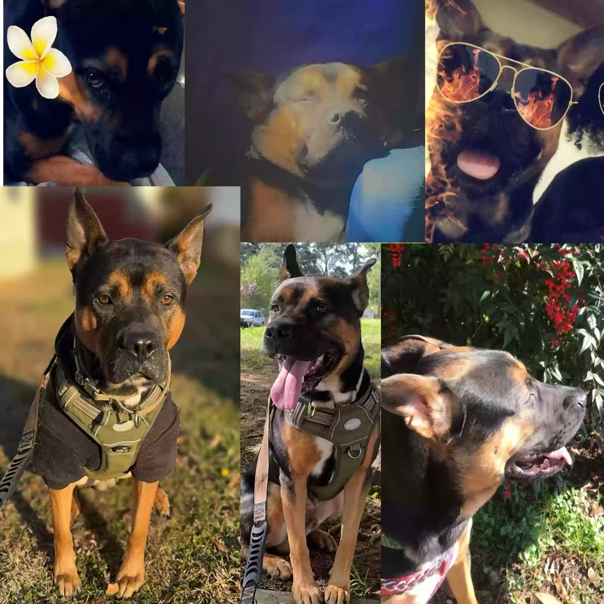 adoptable Dog in Jonesboro,GA named Rocky
