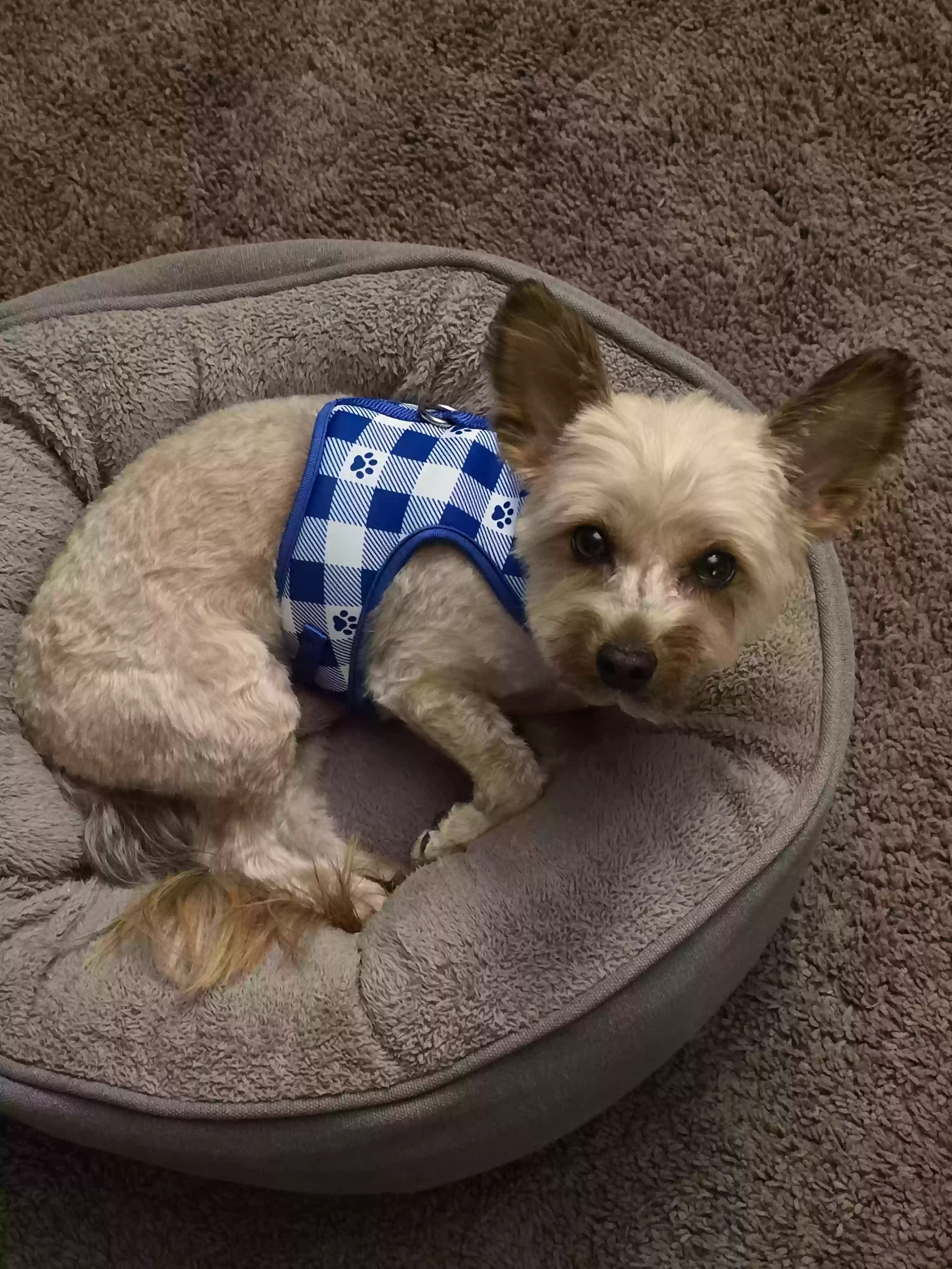 adoptable Dog in Columbia,MO named Tucker