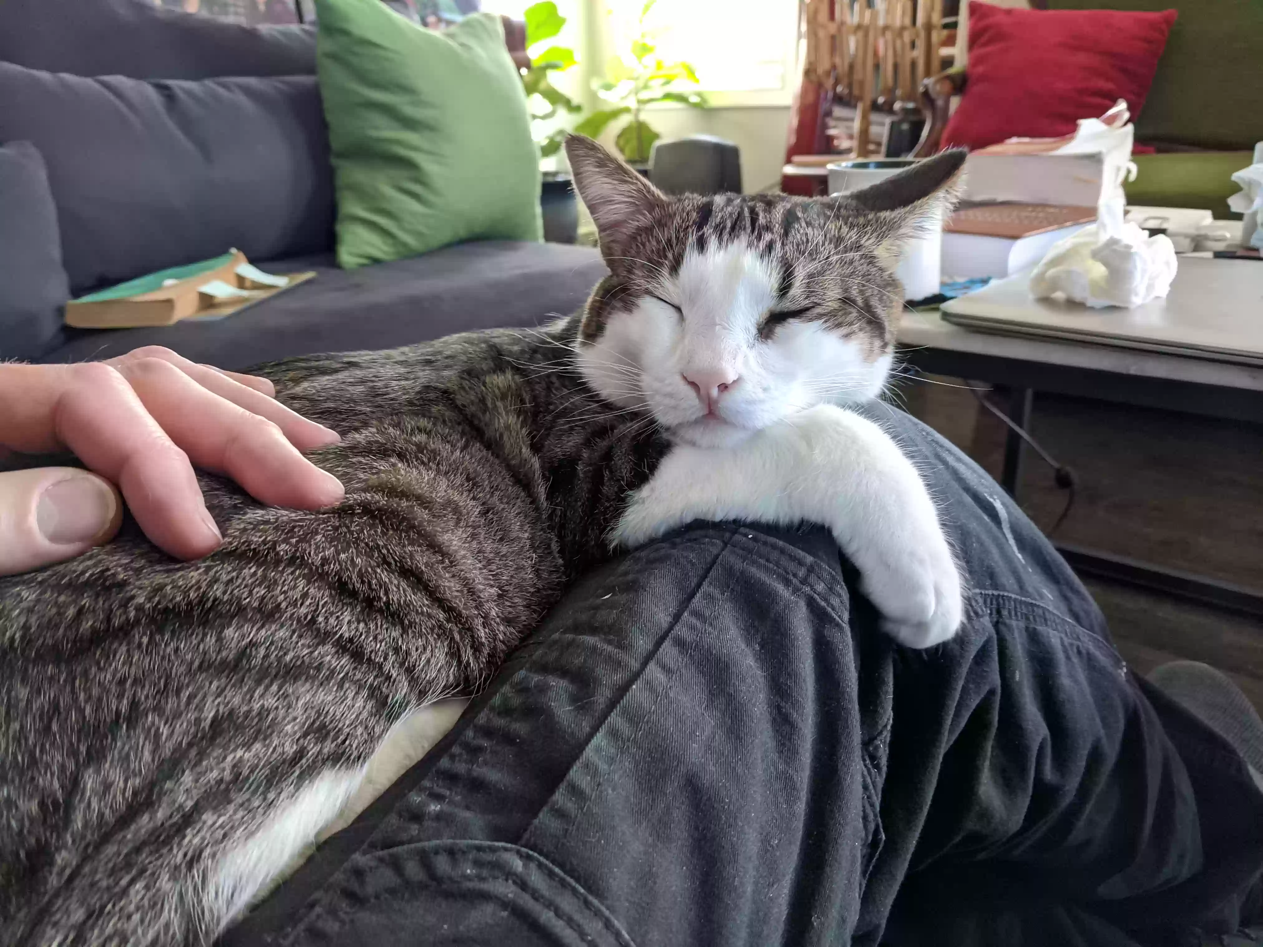adoptable Cat in Clarksville,TN named Graham and Francis