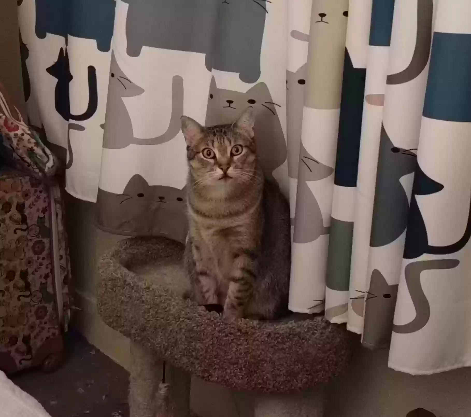 adoptable Cat in Mineral Wells,TX named Patricia