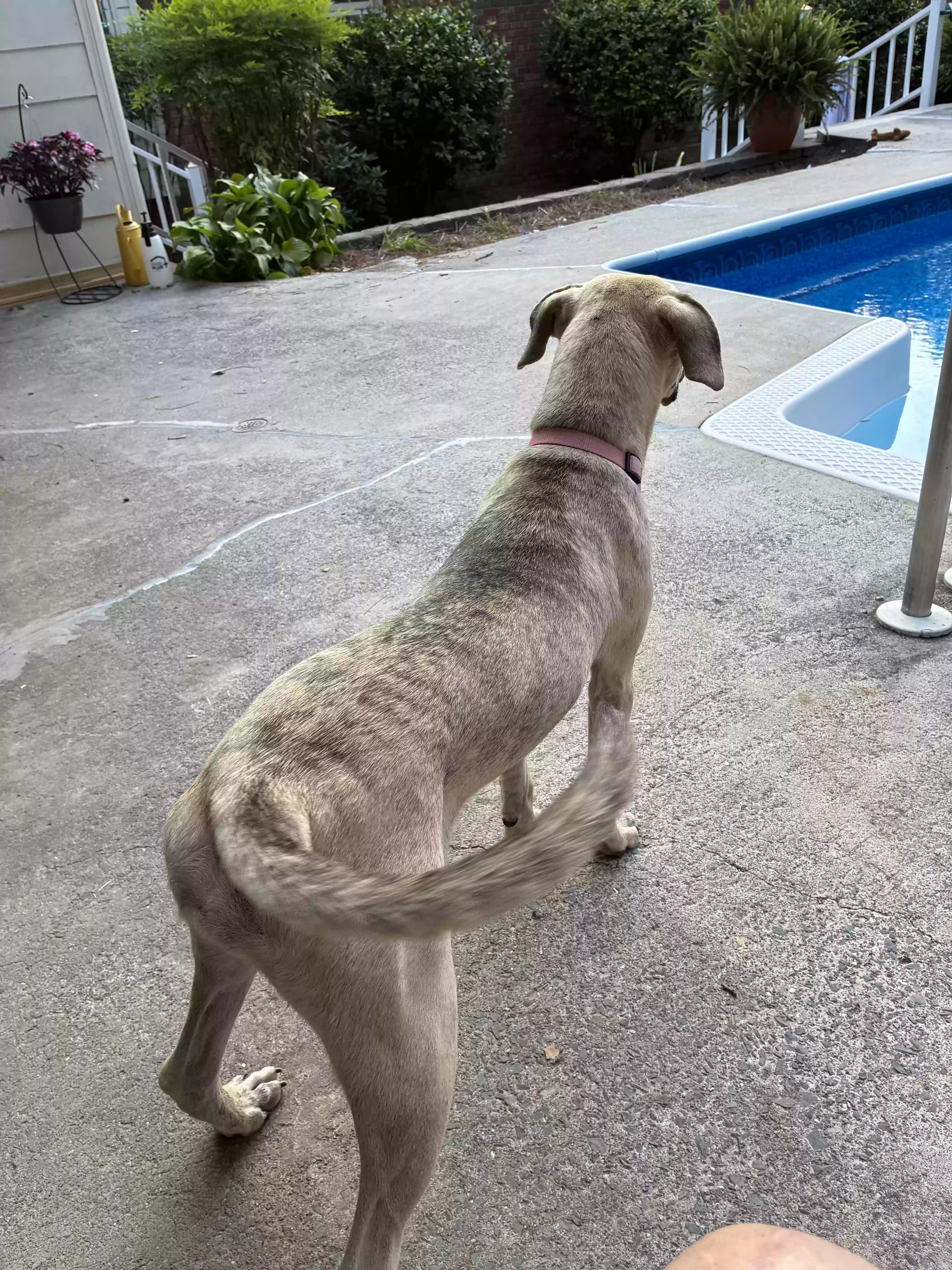 adoptable Dog in Dalton,GA named Phil