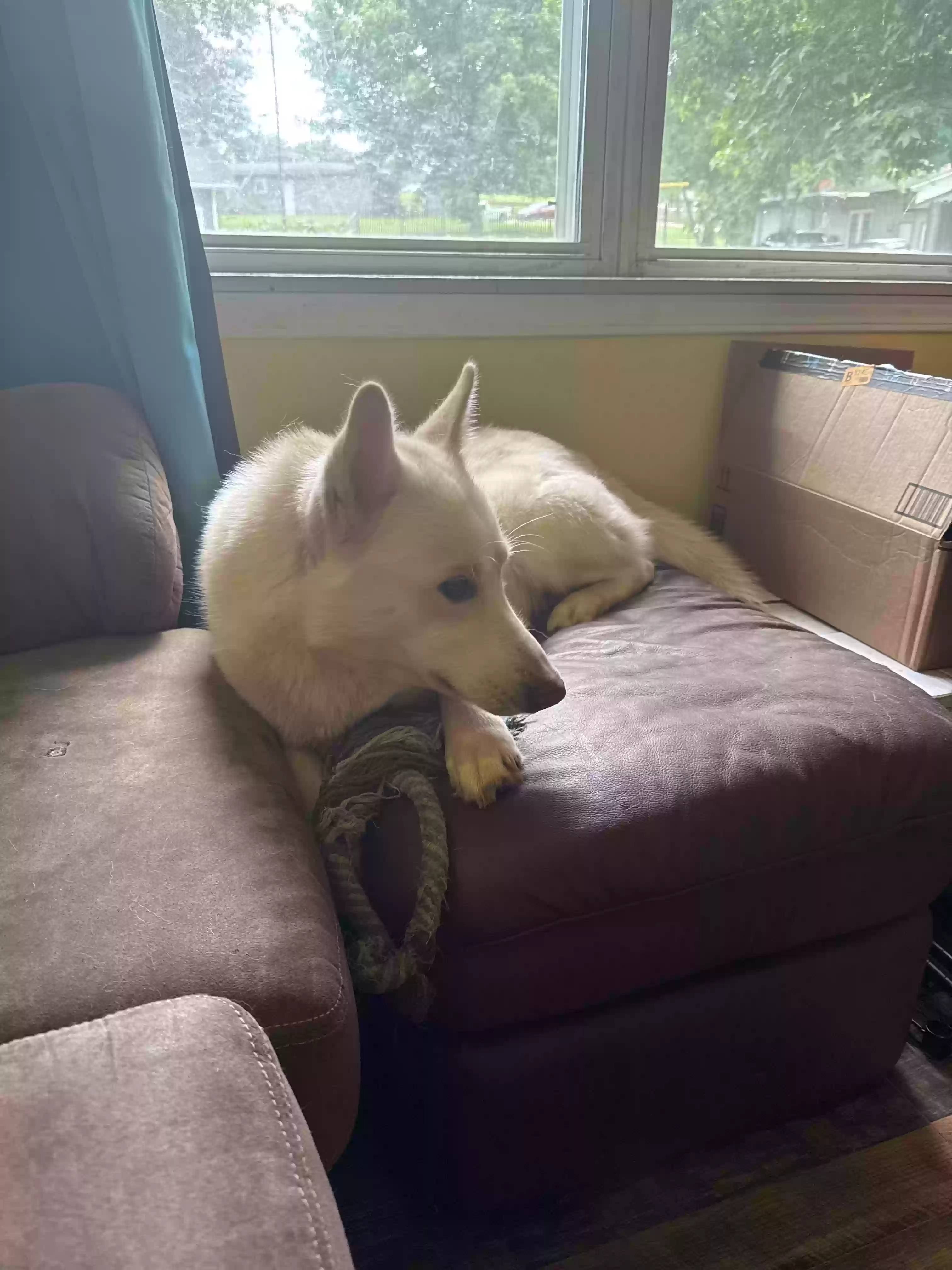 adoptable Dog in Ponca City,OK named Ferris