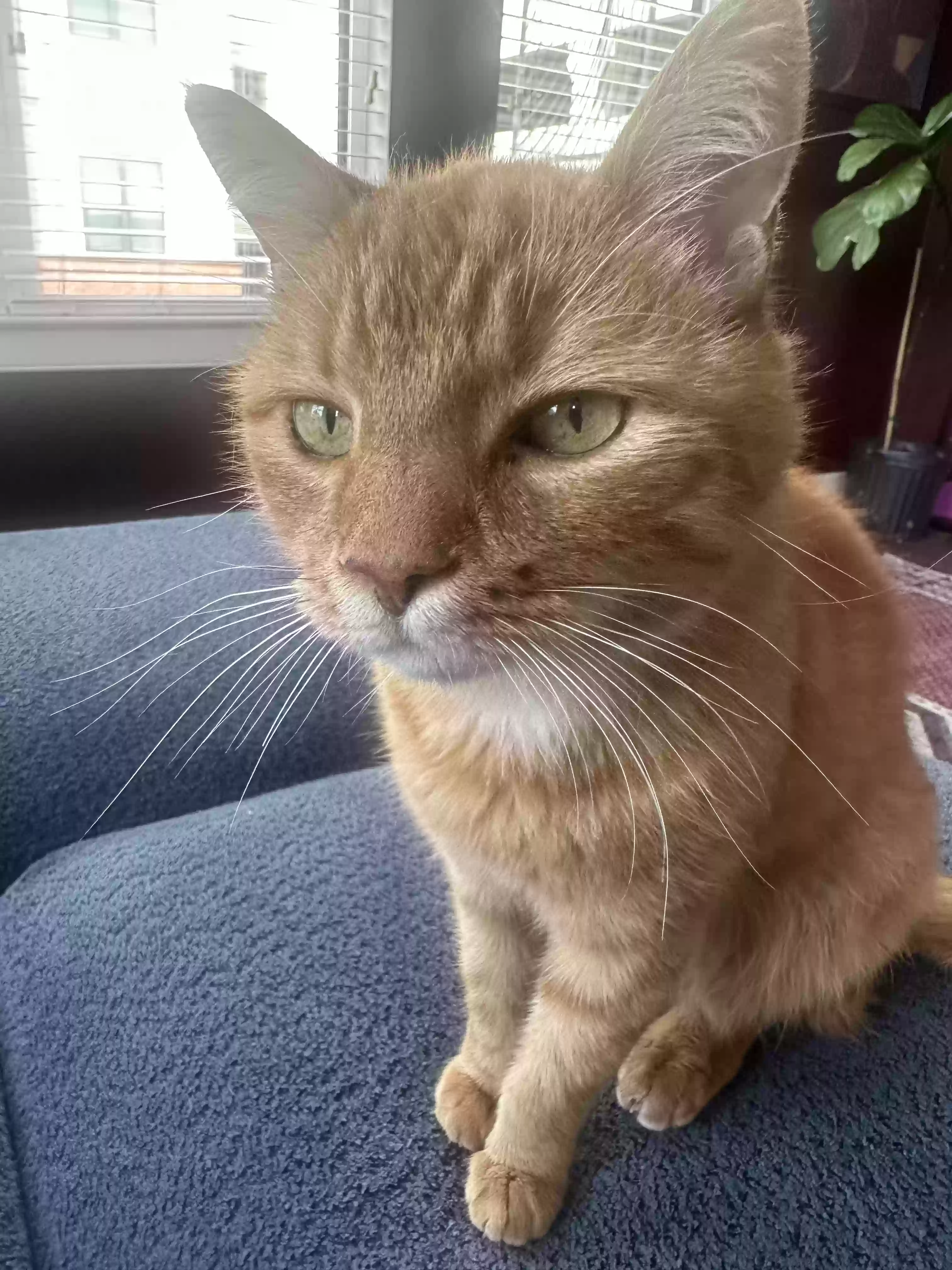 adoptable Cat in Raleigh,NC named Hugo