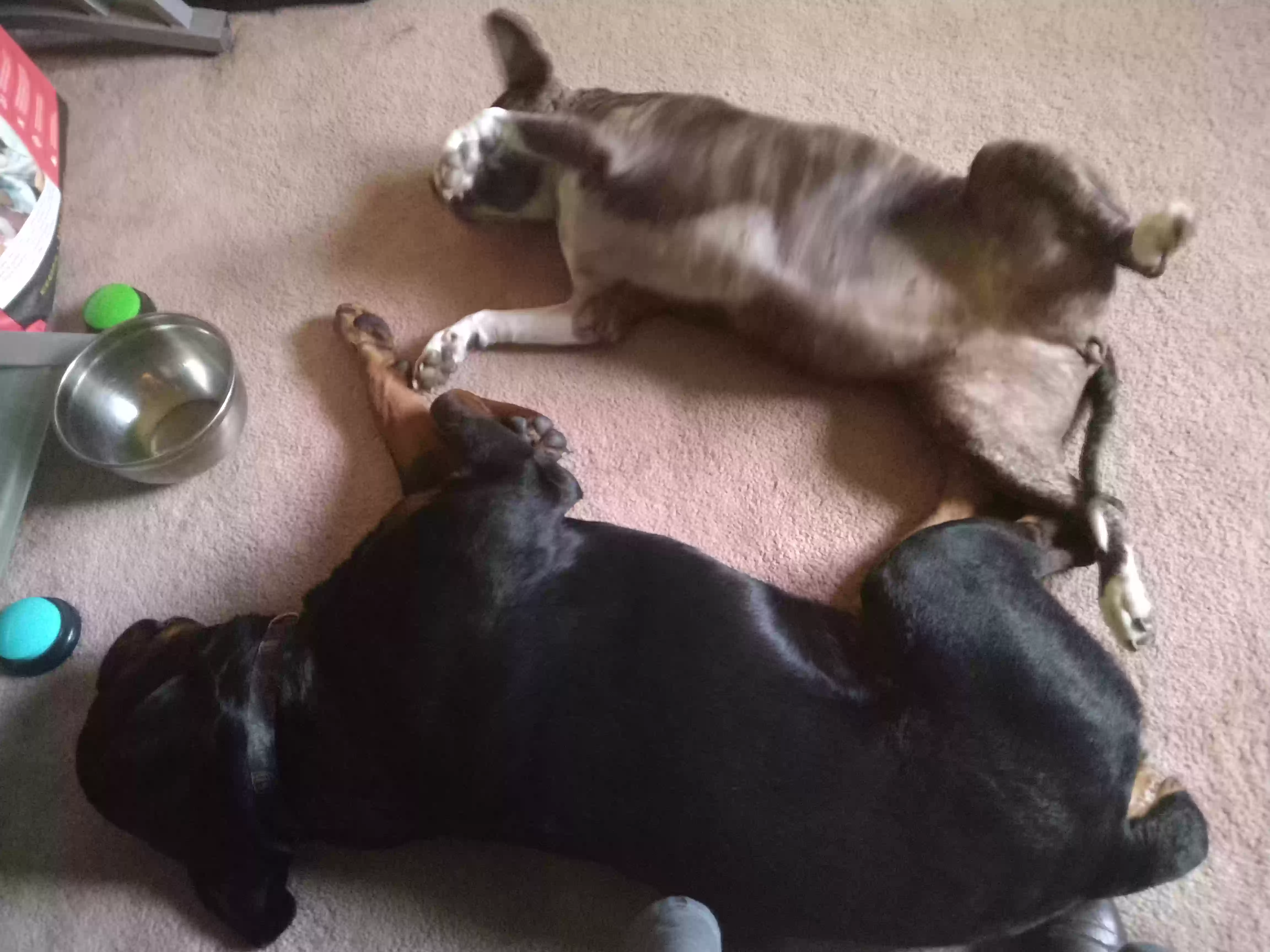 adoptable Dog in Lithonia,GA named Nadia