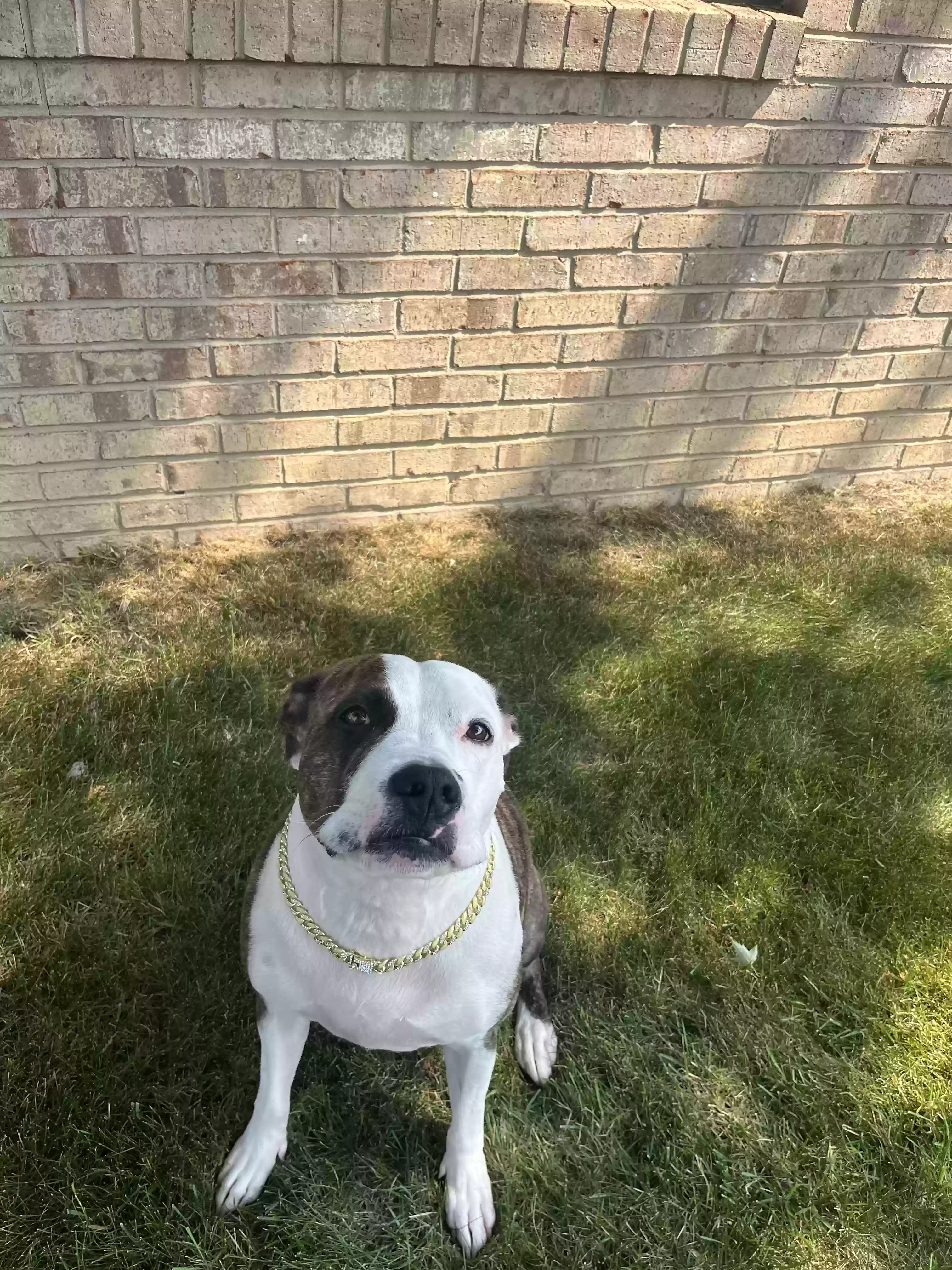 adoptable Dog in Sterling Heights,MI named Koko Kookie