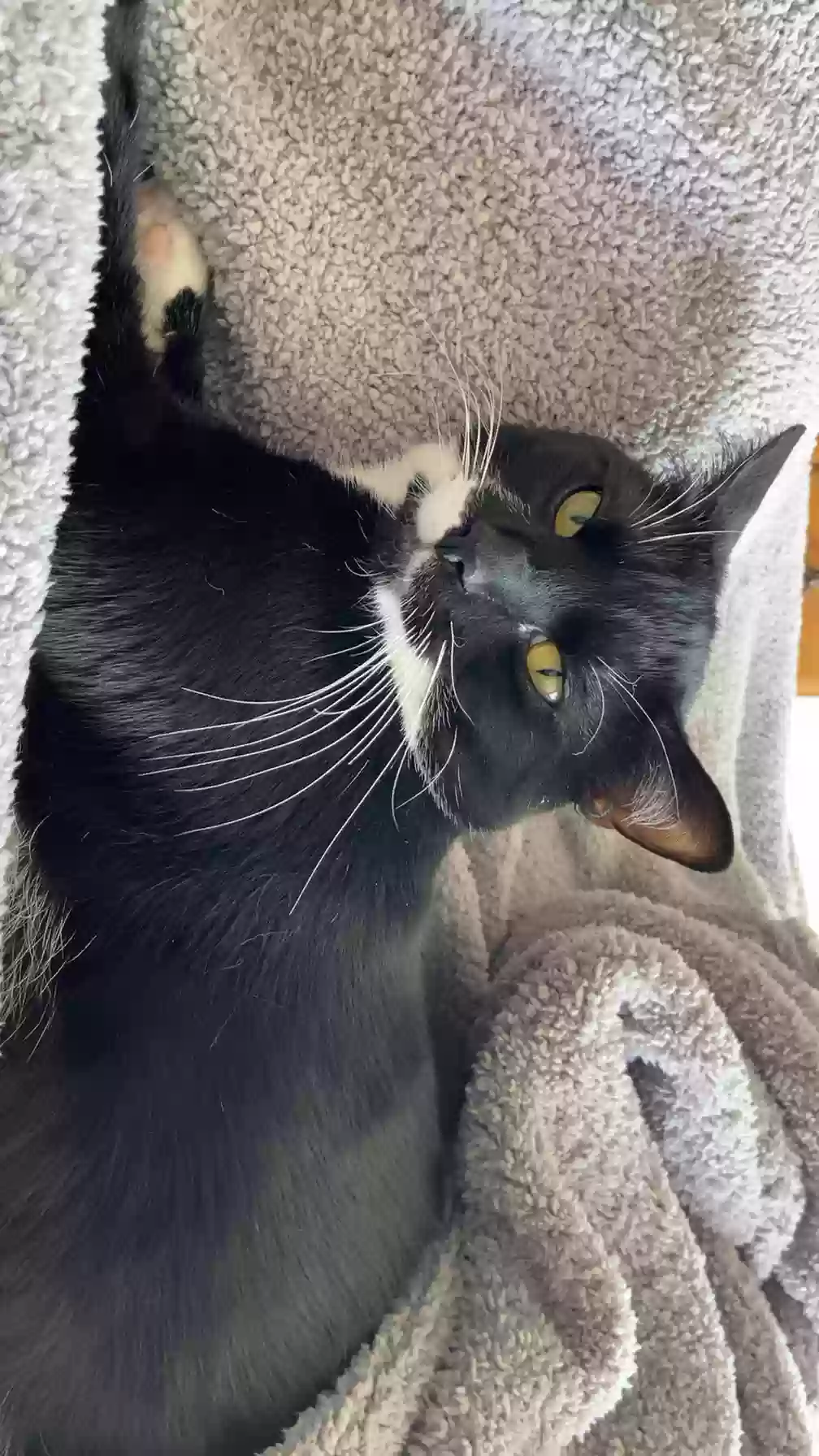 adoptable Cat in Des Moines,IA named Pete