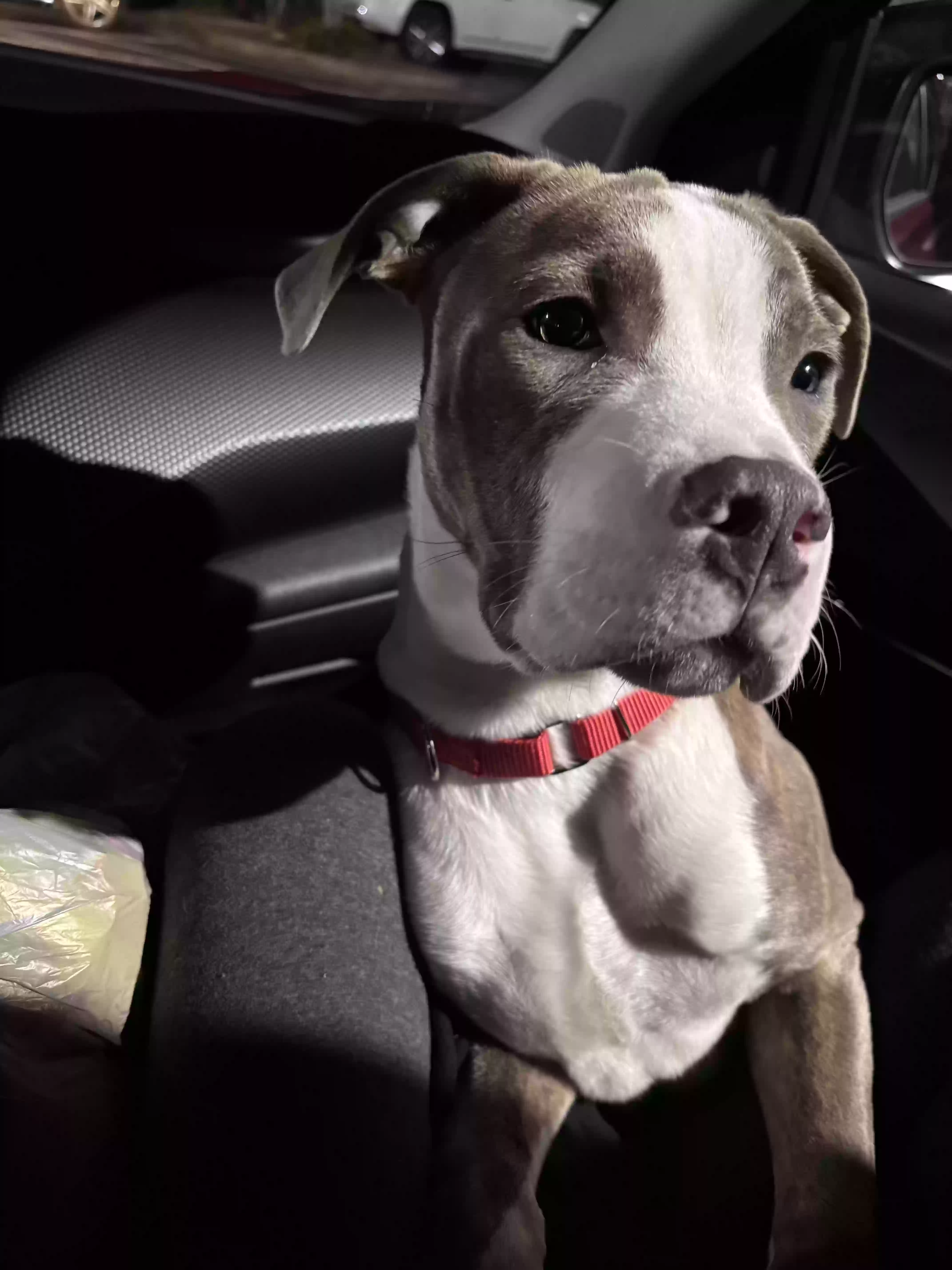 adoptable Dog in Marietta,GA named Draco