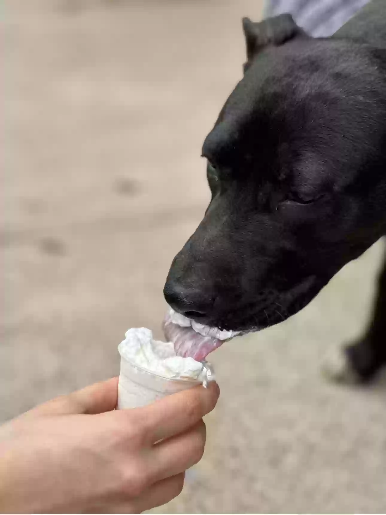 adoptable Dog in Decatur,GA named Riley