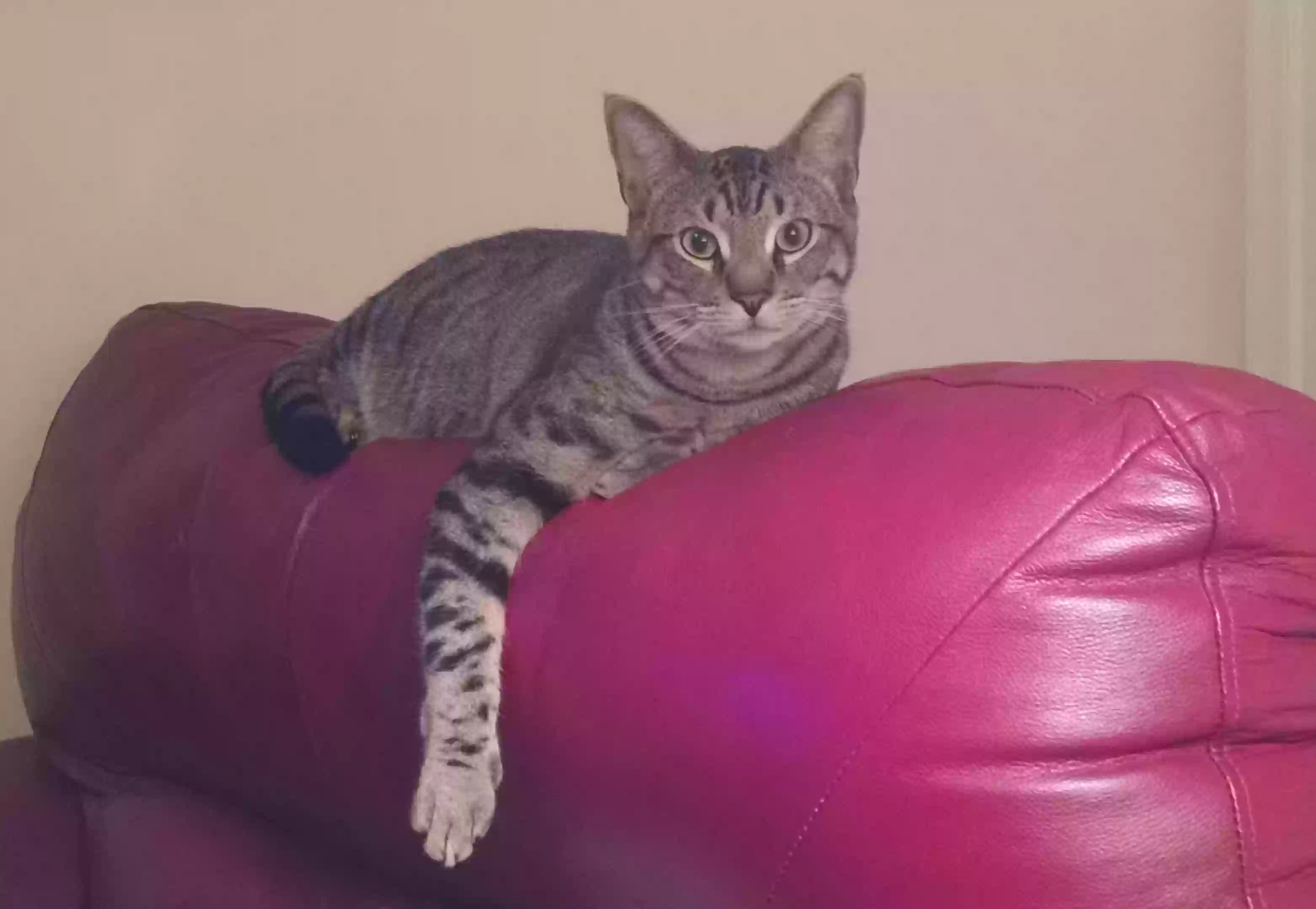 adoptable Cat in Decatur,GA named Big Boy