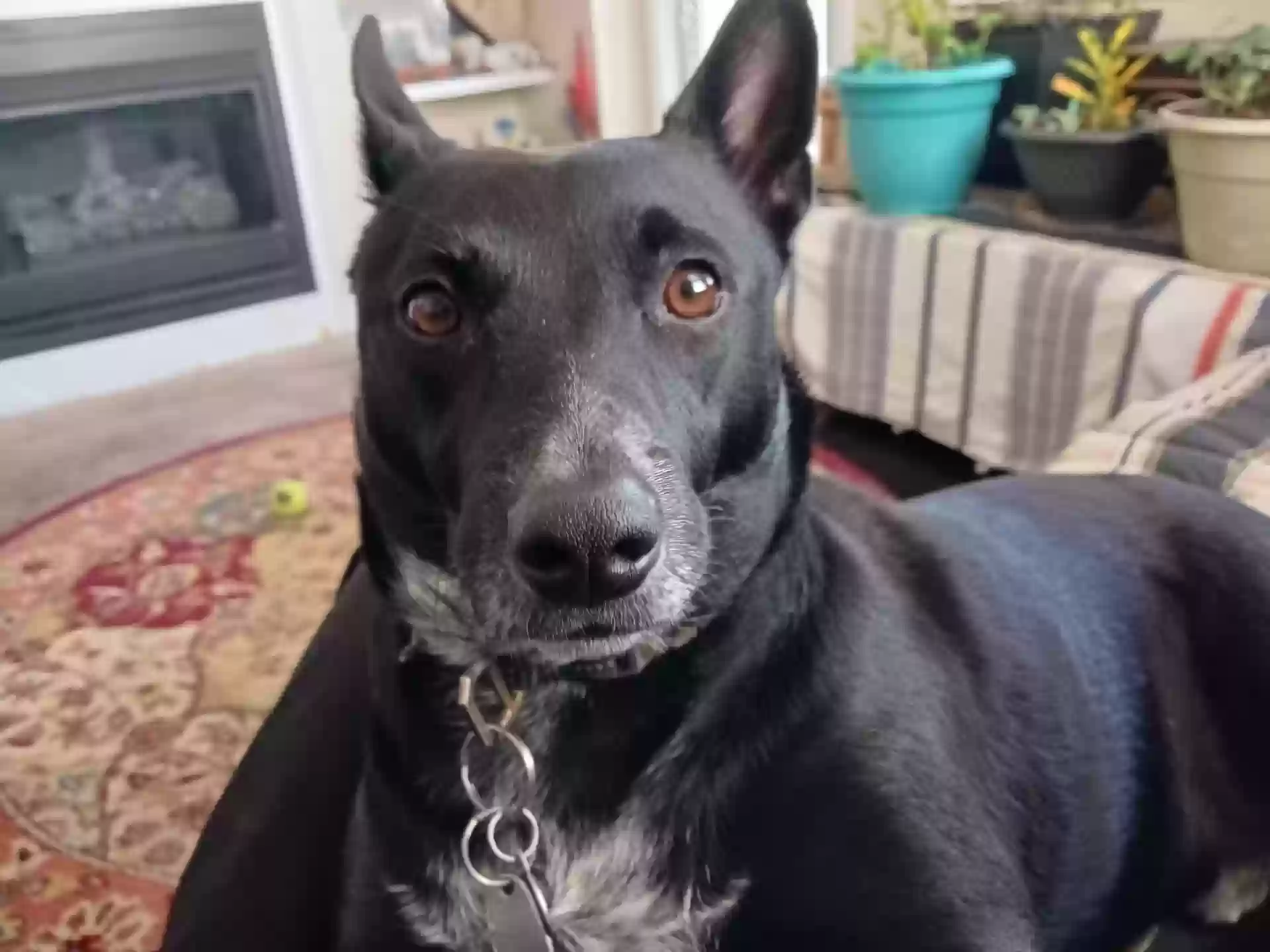 adoptable Dog in Acworth,GA named Buddy