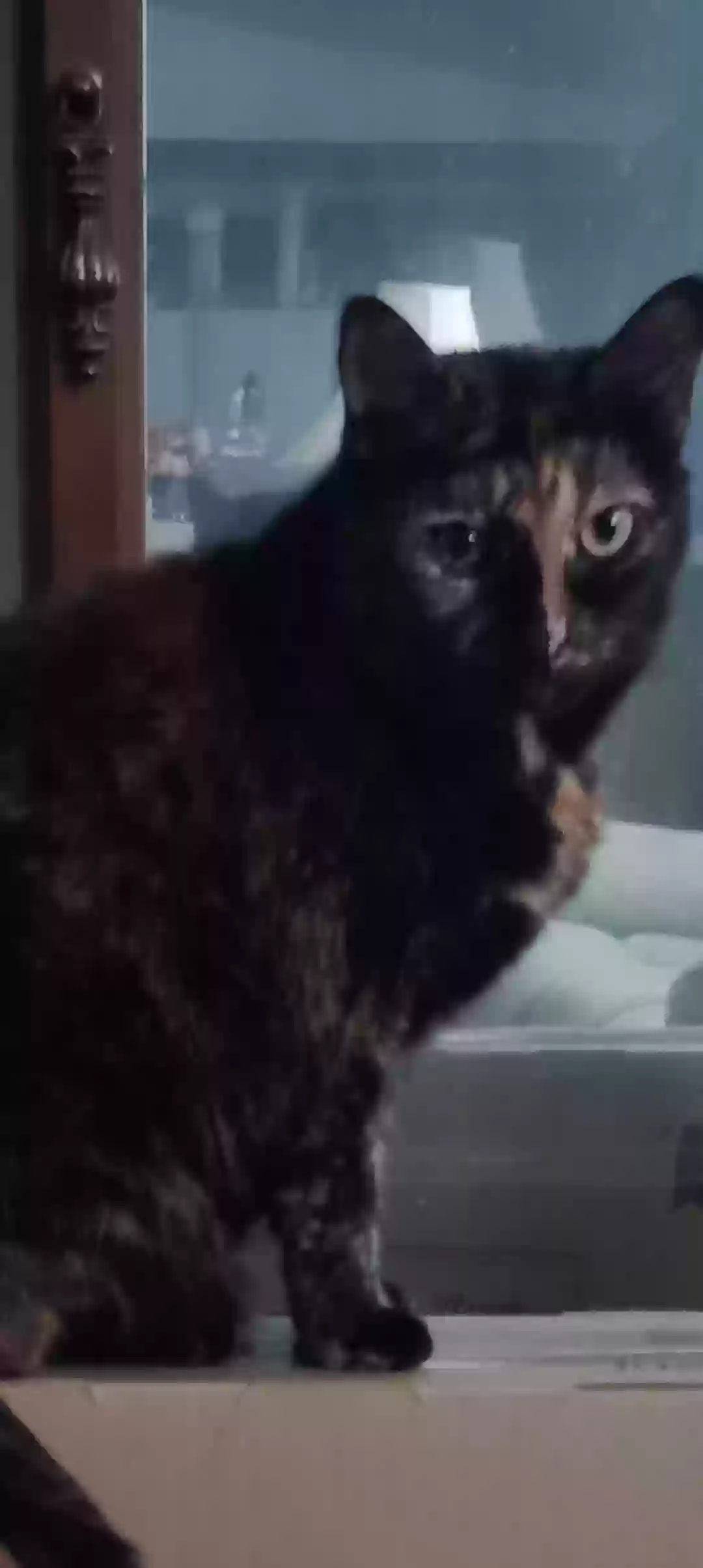 adoptable Cat in Gainesville,GA named Kitty girl