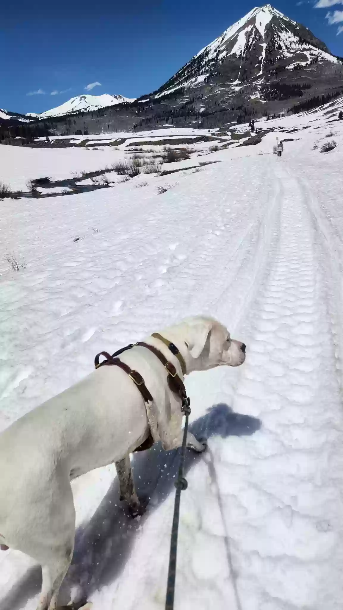 adoptable Dog in Colorado Springs,CO named Strider