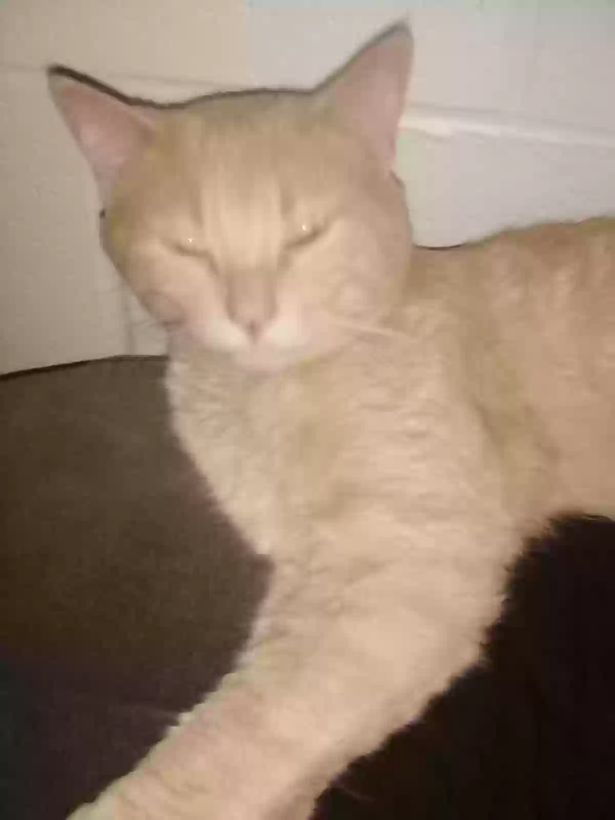 adoptable Cat in Providence,RI named mr kitters