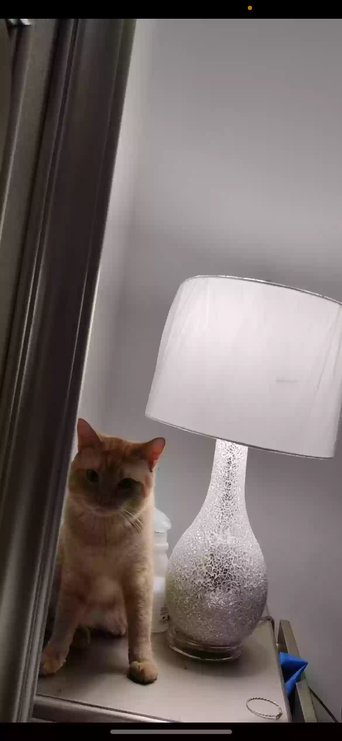 adoptable Cat in Washington,DC named Beigee